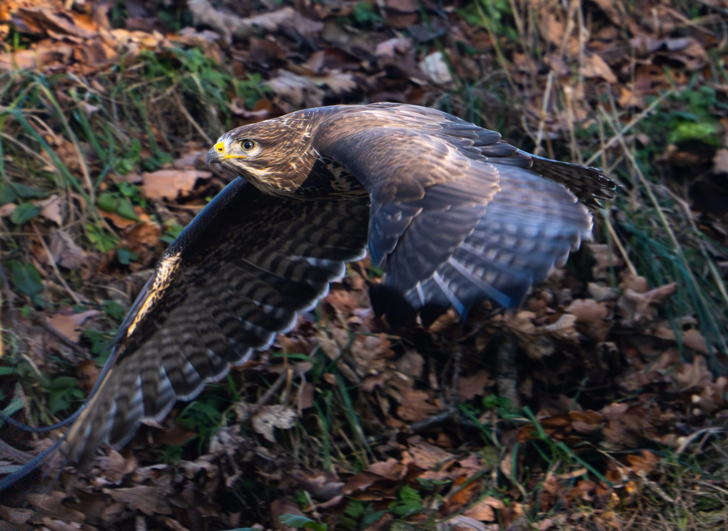 Buzzard low flying best.jpg