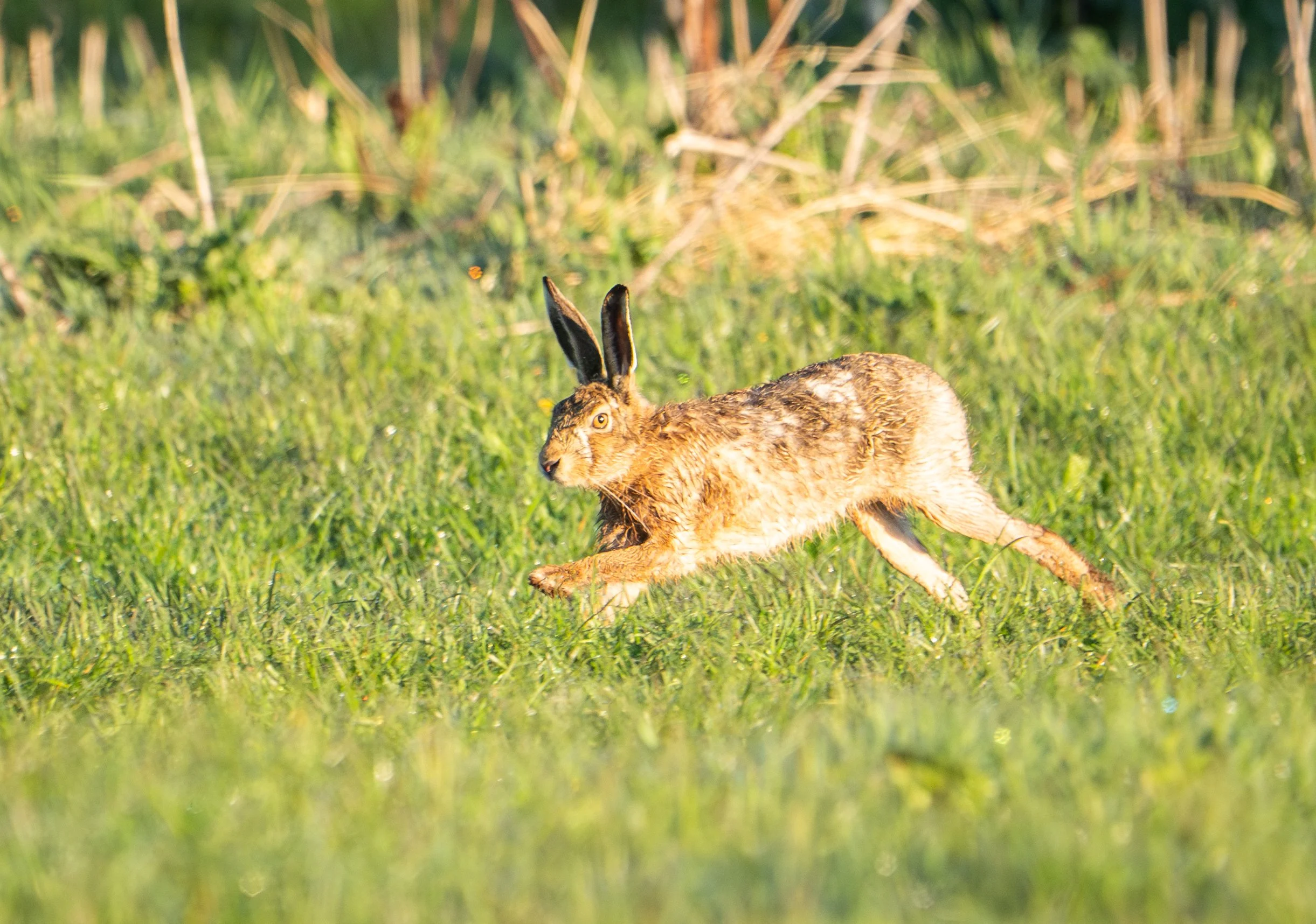 Hare running.jpg