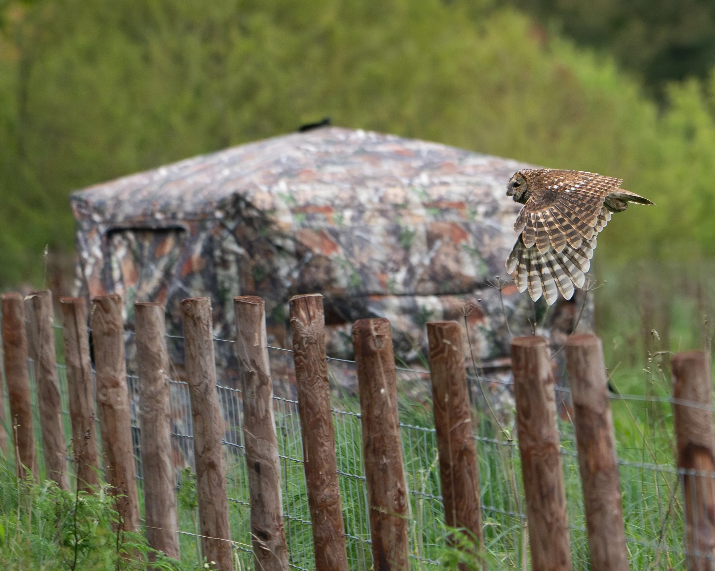 Tawny with hide best.jpg