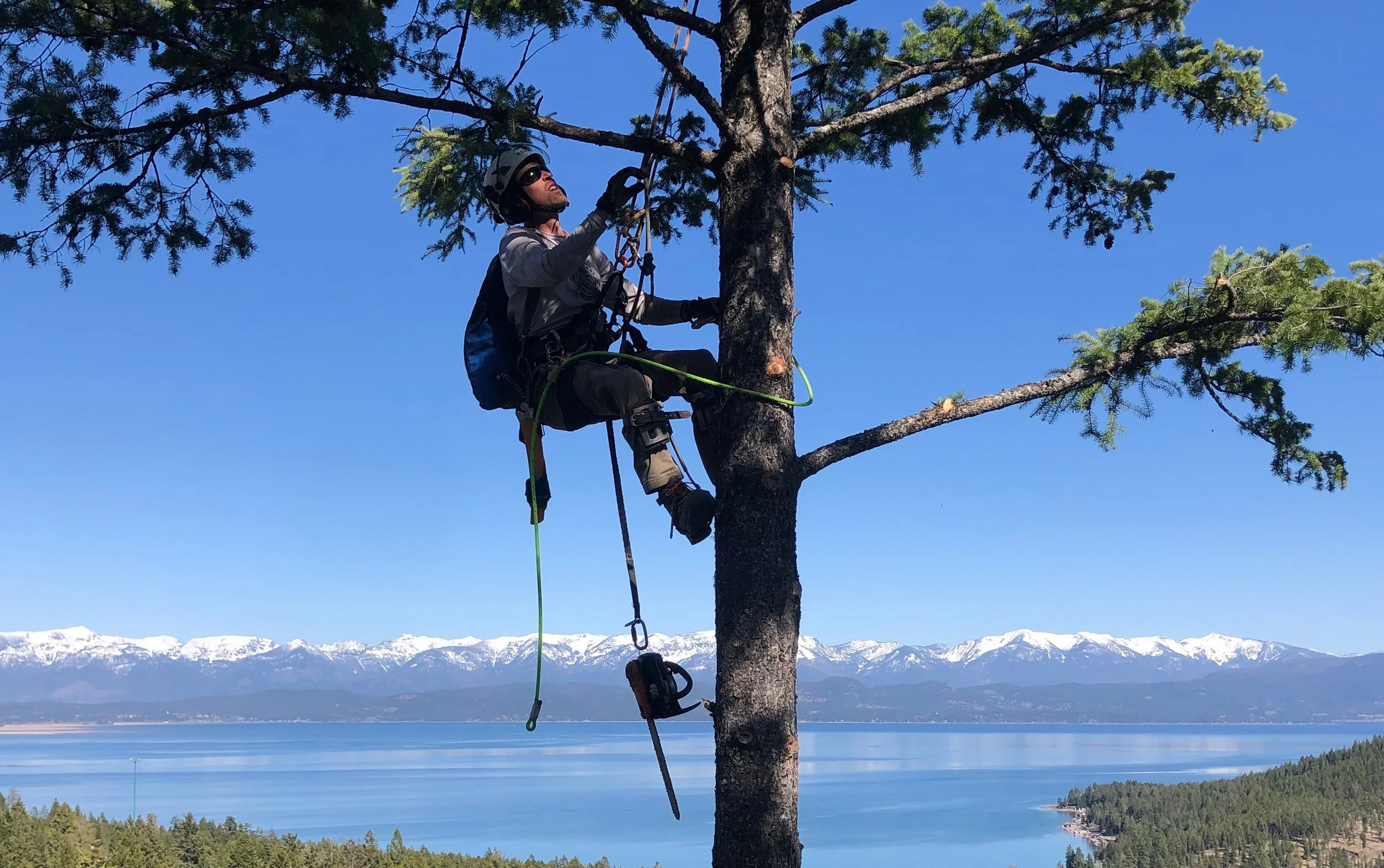 A person in climbing gear cuts a branch from a tall tree overlooking a lake with snow-capped mountains in the background.