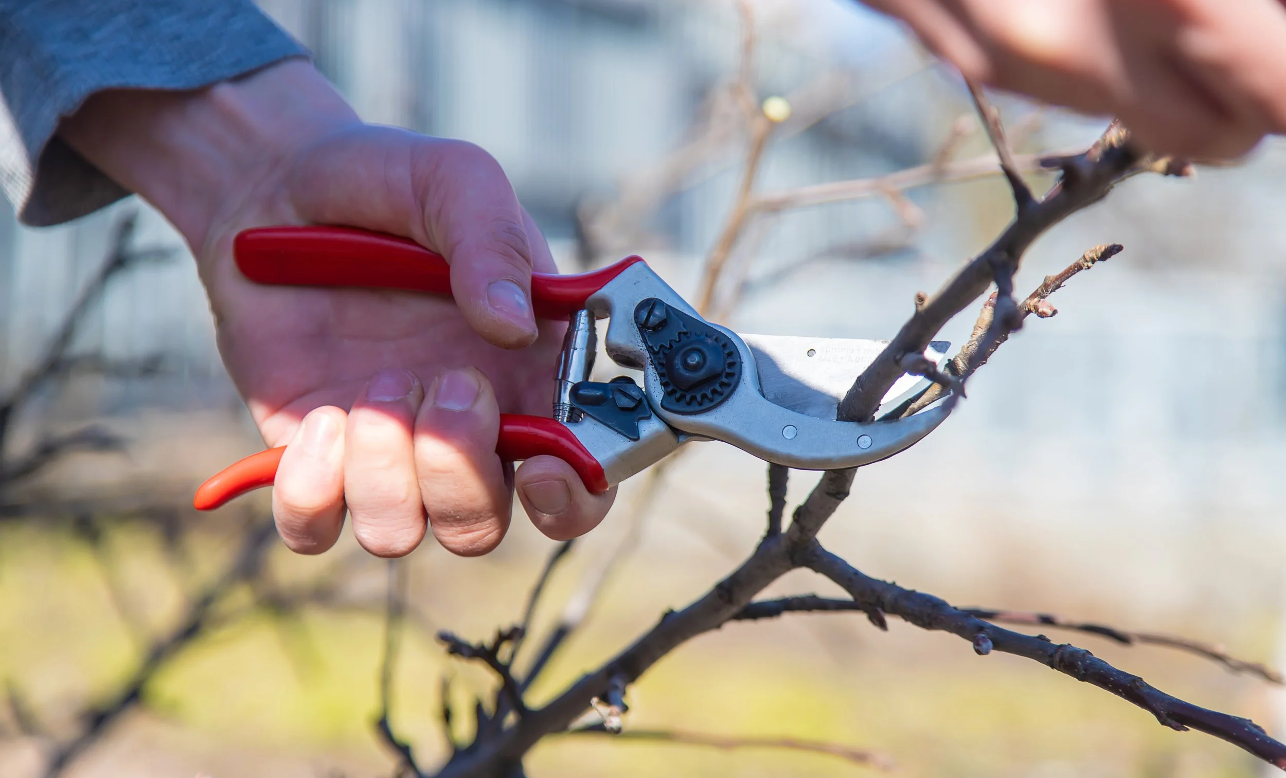 Person pruning a tree with pruning shears.