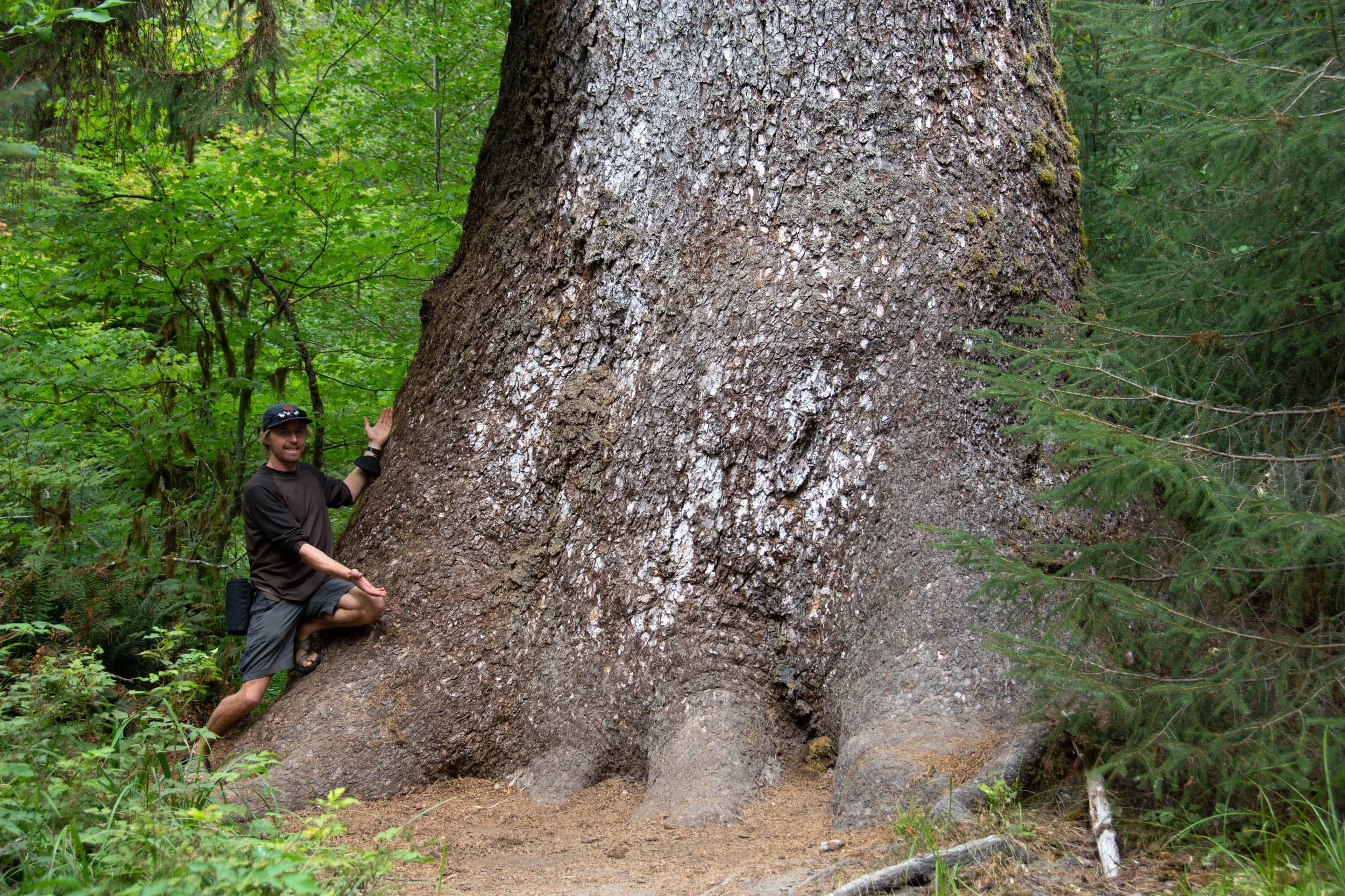 A man standing next to an enormous tree trunk in a forest, smiling and posing for the photo.