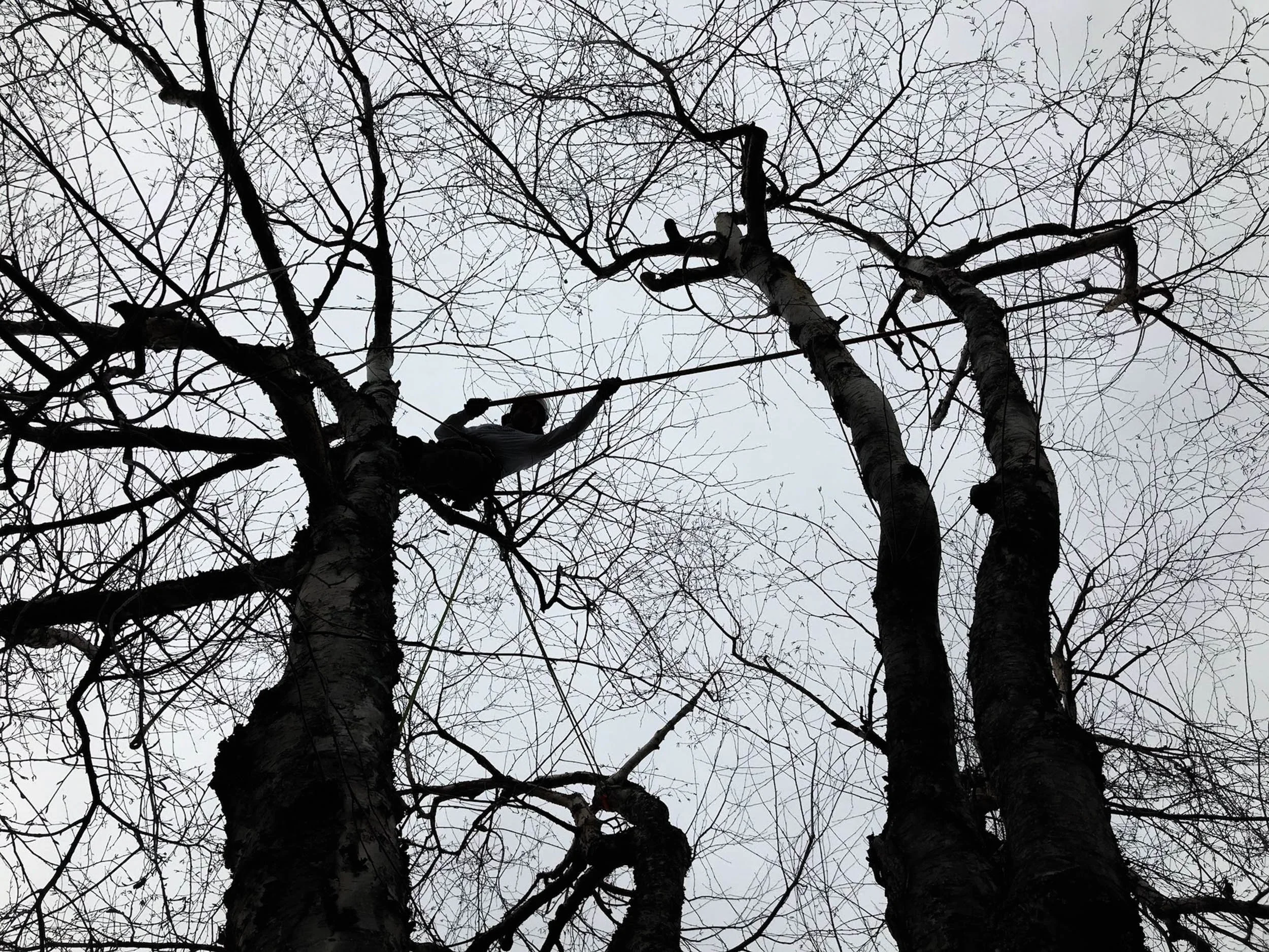 Person climbing a leafless tree against a cloudy sky.