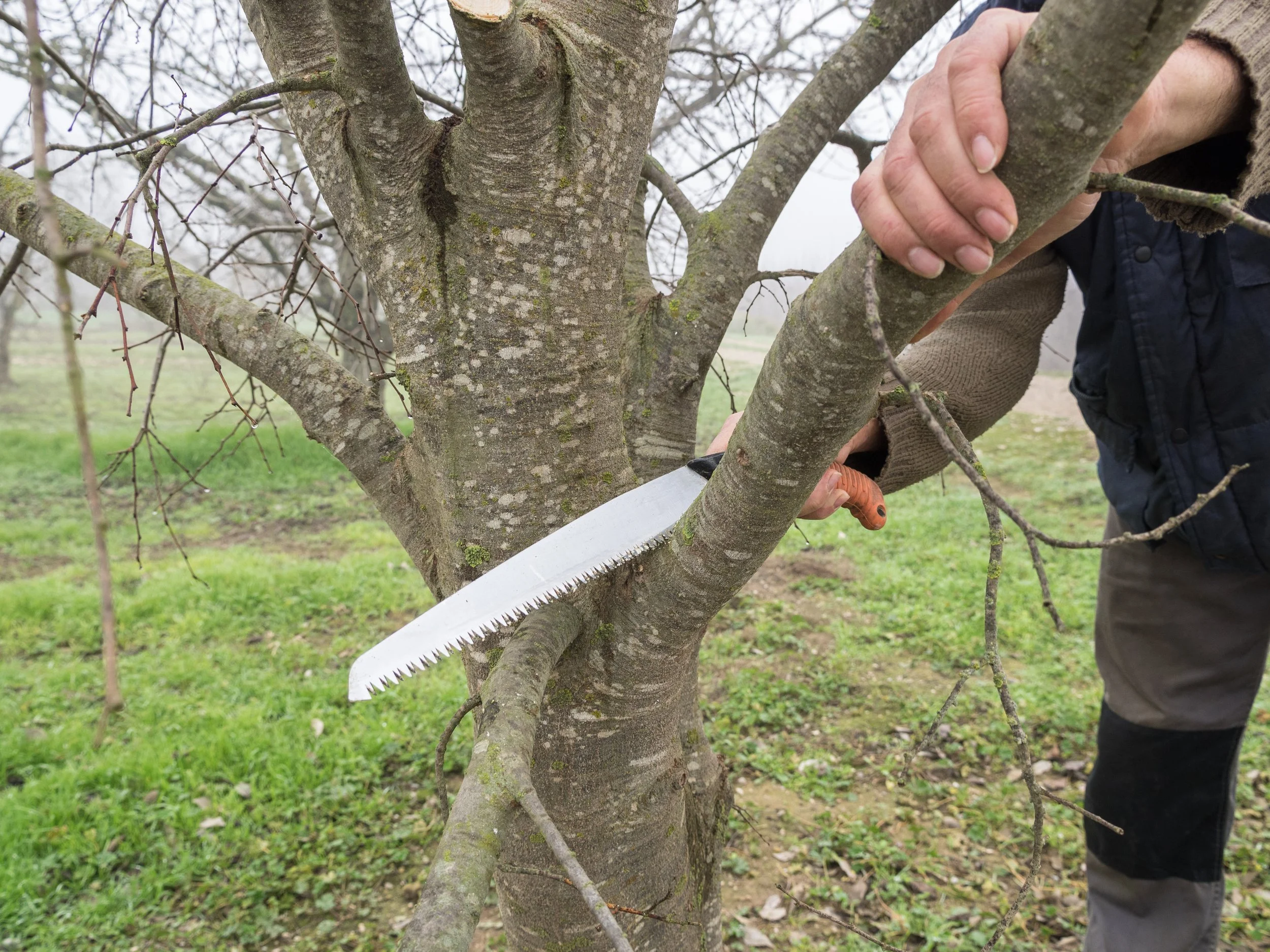A person pruning a small tree with a serrated pruning saw in an outdoor orchard or garden. The person's hand is visible, holding the tree branch, while the other hand operates the saw.