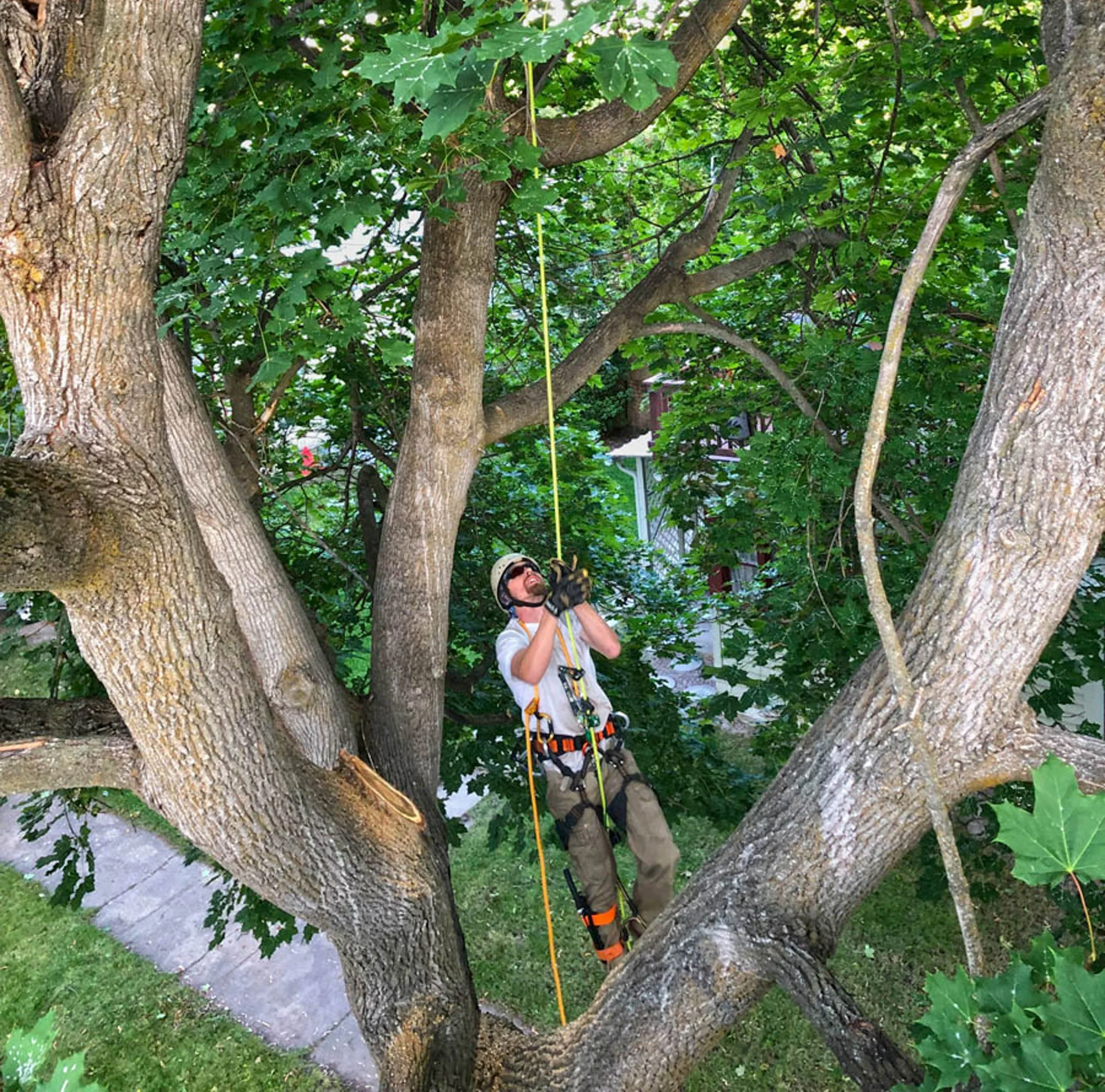 A man wearing safety gear and a helmet is climbing a large tree using ropes.