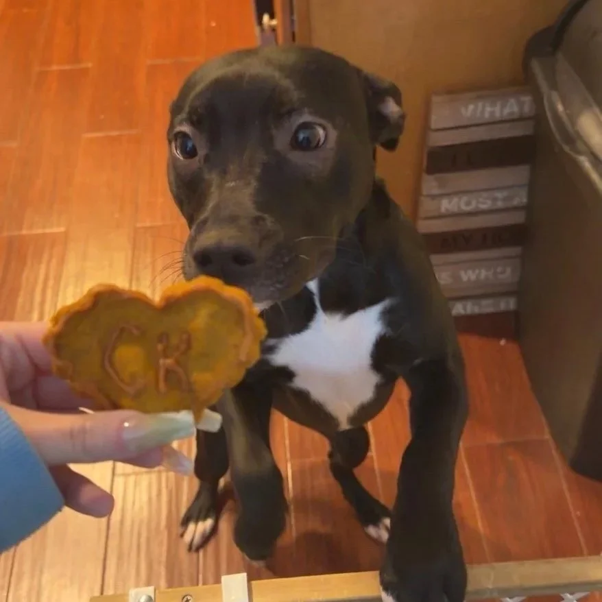A black and white puppy looking at a heart-shaped treat held in front of it.