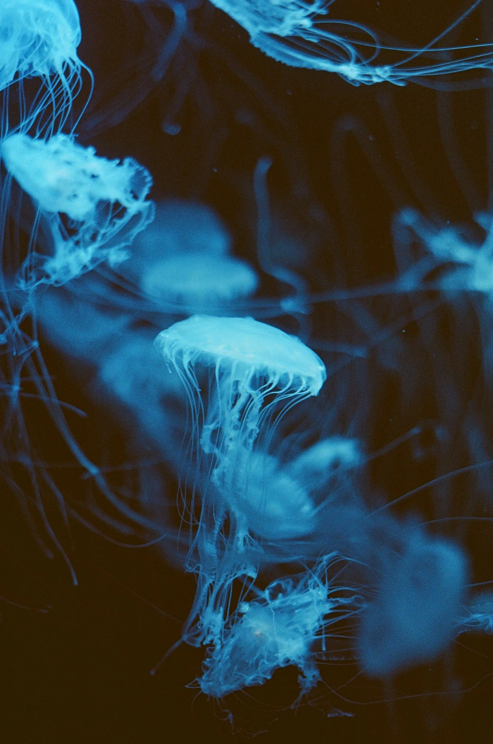 Blue bioluminescent jellyfish swimming in dark water.