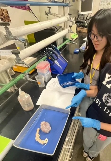Two people wearing blue gloves working with a specimen of brain tissue and spinal cord on a laboratory bench.