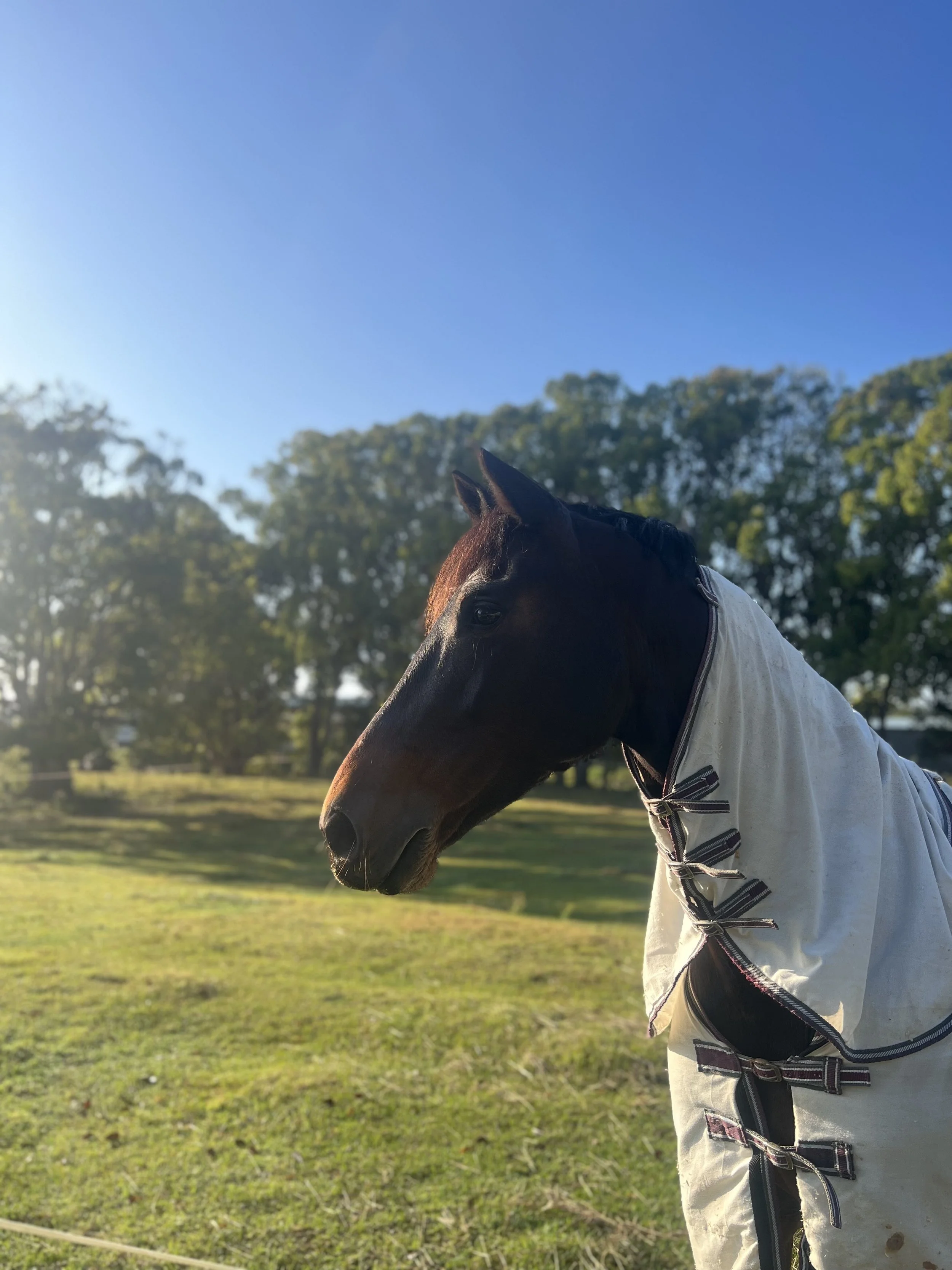 sunrise horse photo
