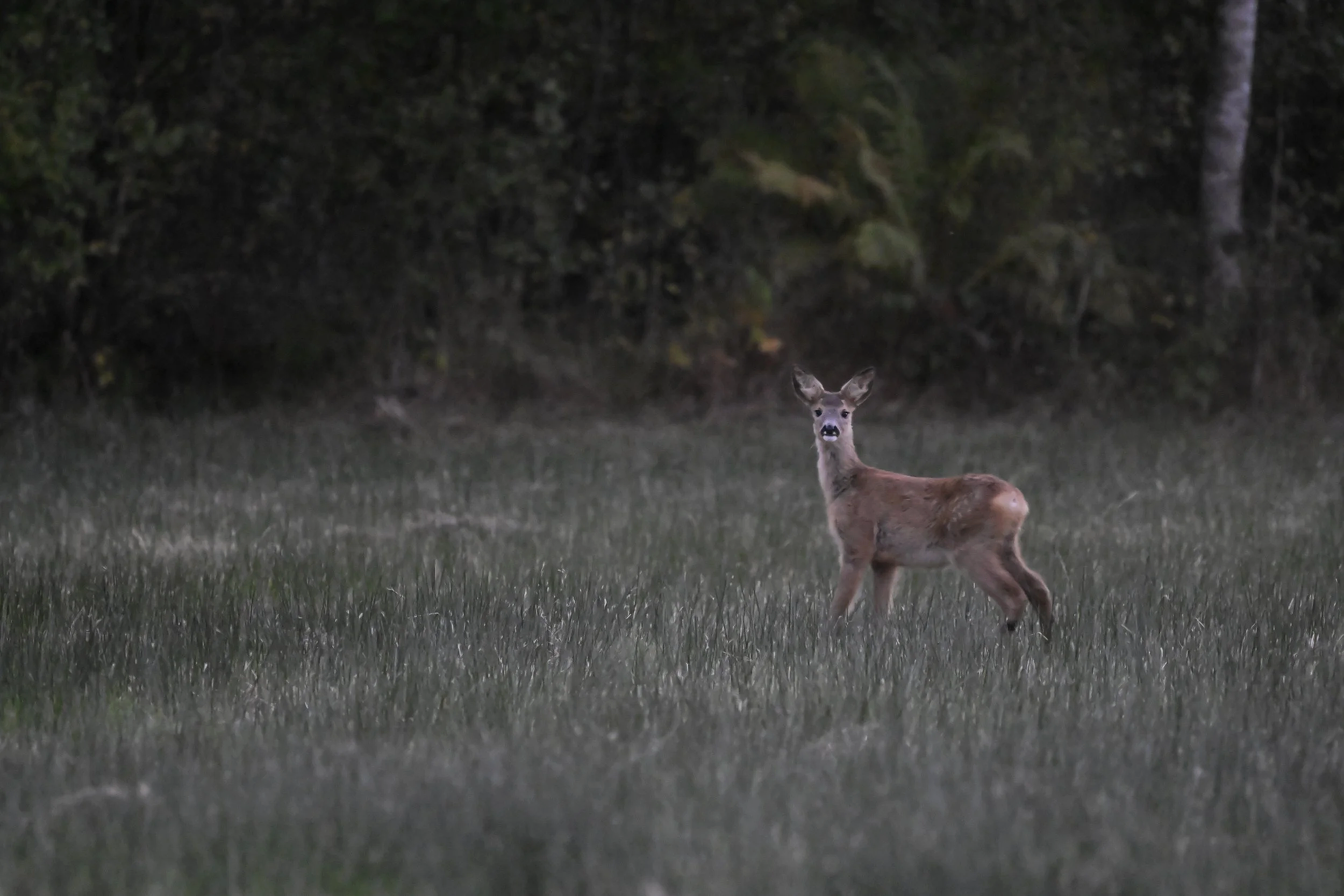 Roe deer kid in the evening