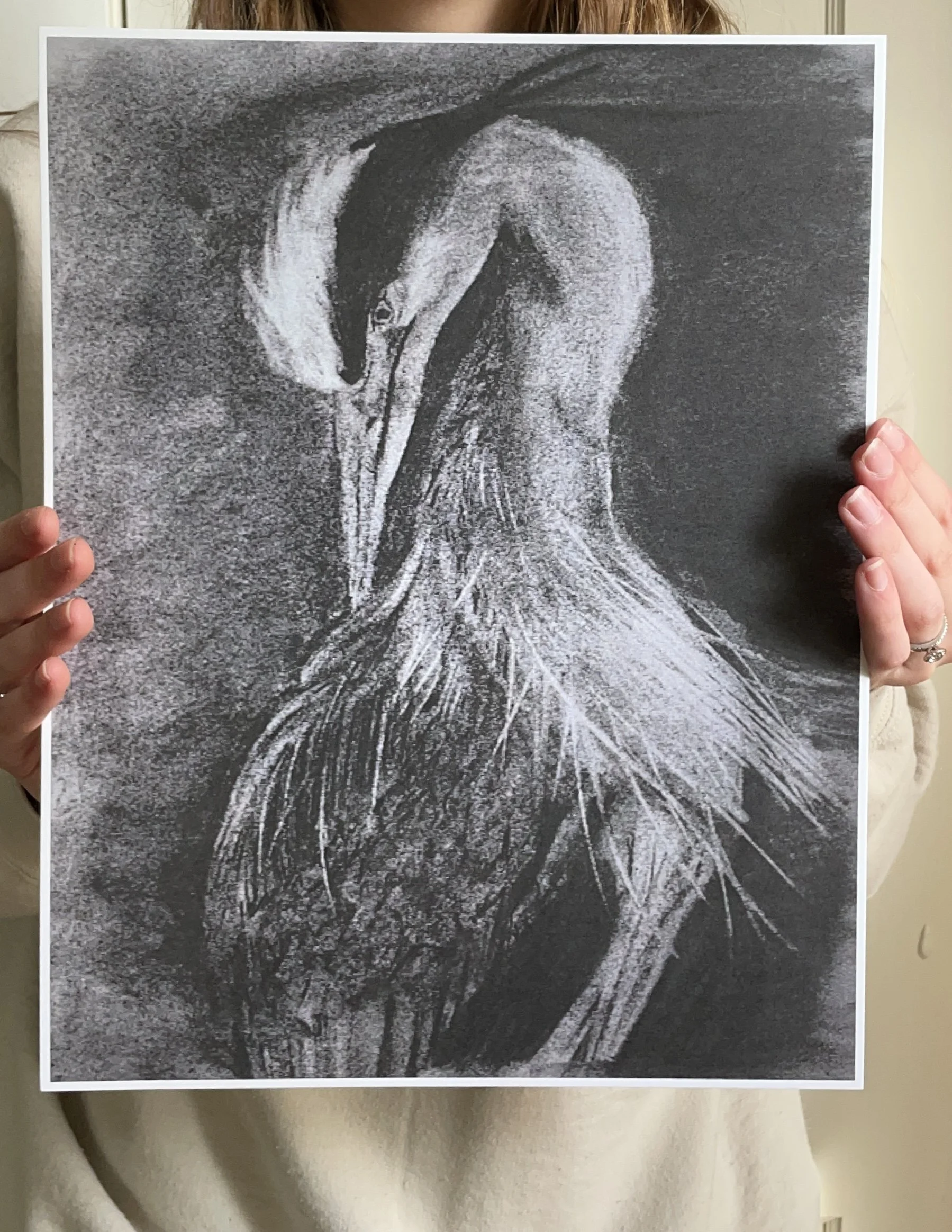 Charcoal Heron 2.JPG