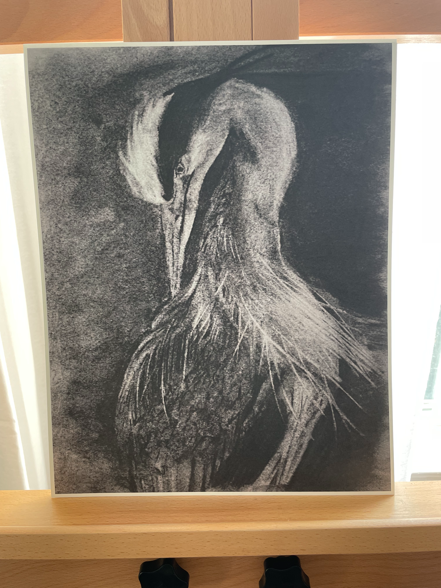 Charcoal+Heron+1.png