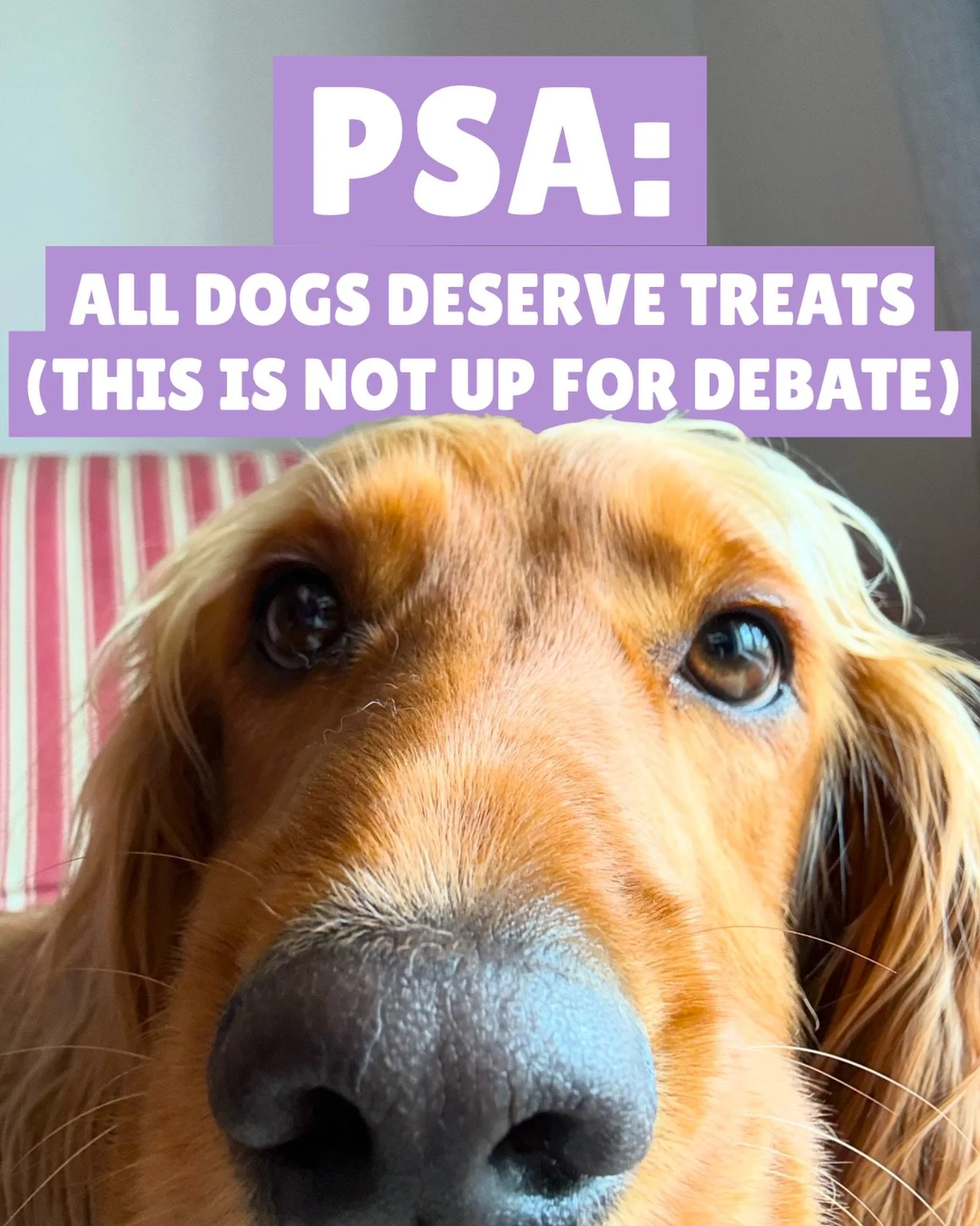 Pepper feels strongly about this.

Do you agree? 😌🐾

#DogLoversUK #DogParents #TreatTime #PetBusinessUK #SpoiltDogs