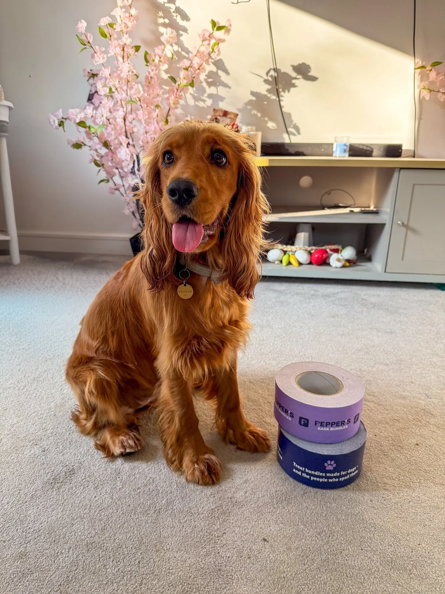 Pepper is very pleased with our packing tape&hellip; which can only mean one thing 🐾

We&rsquo;re getting everything ready behind the scenes and we can&rsquo;t wait to launch.

Not long now💜

#ShopSmallUK #SmallBusinessLife #DogsofInstagram #PetBus
