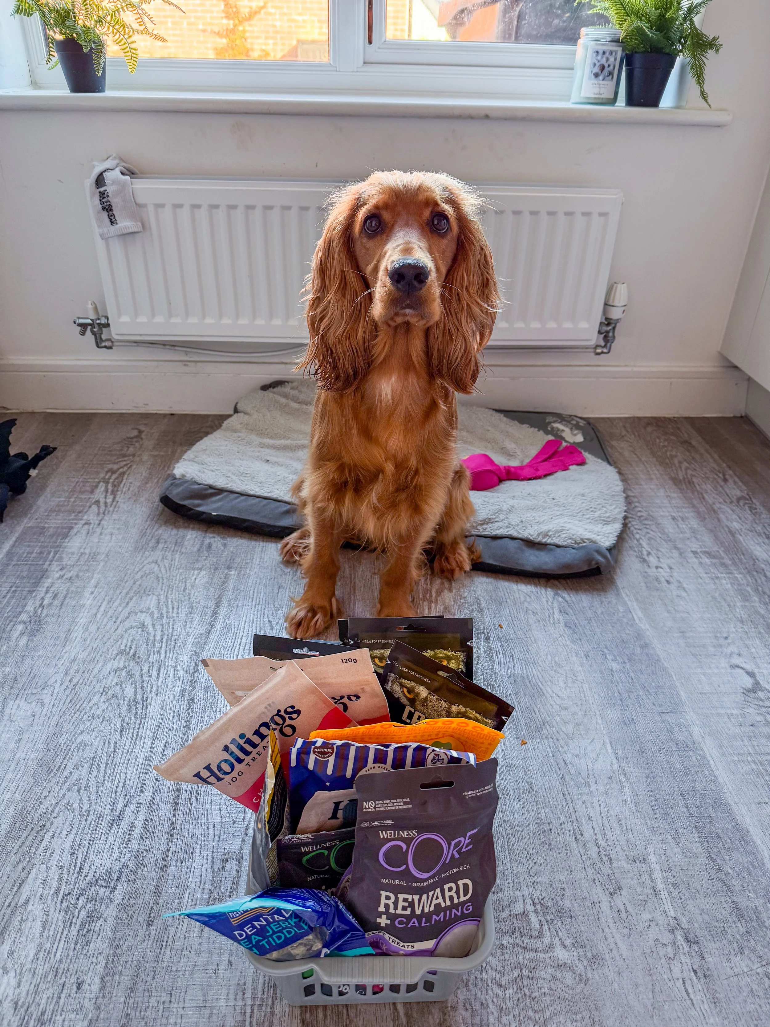 A brown dog with long ears sitting in front of a basket of various dog treats and food in a room with gray wooden flooring and a window with a white windowsill and potted plants.