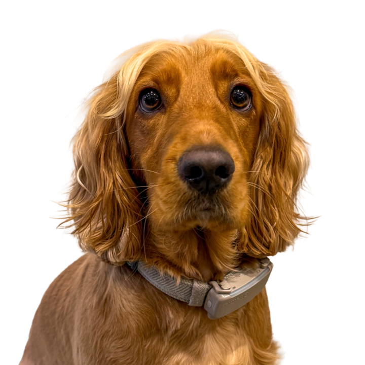 Close-up of a golden cocker spaniel dog with long, wavy ears and dark eyes, wearing a gray collar.