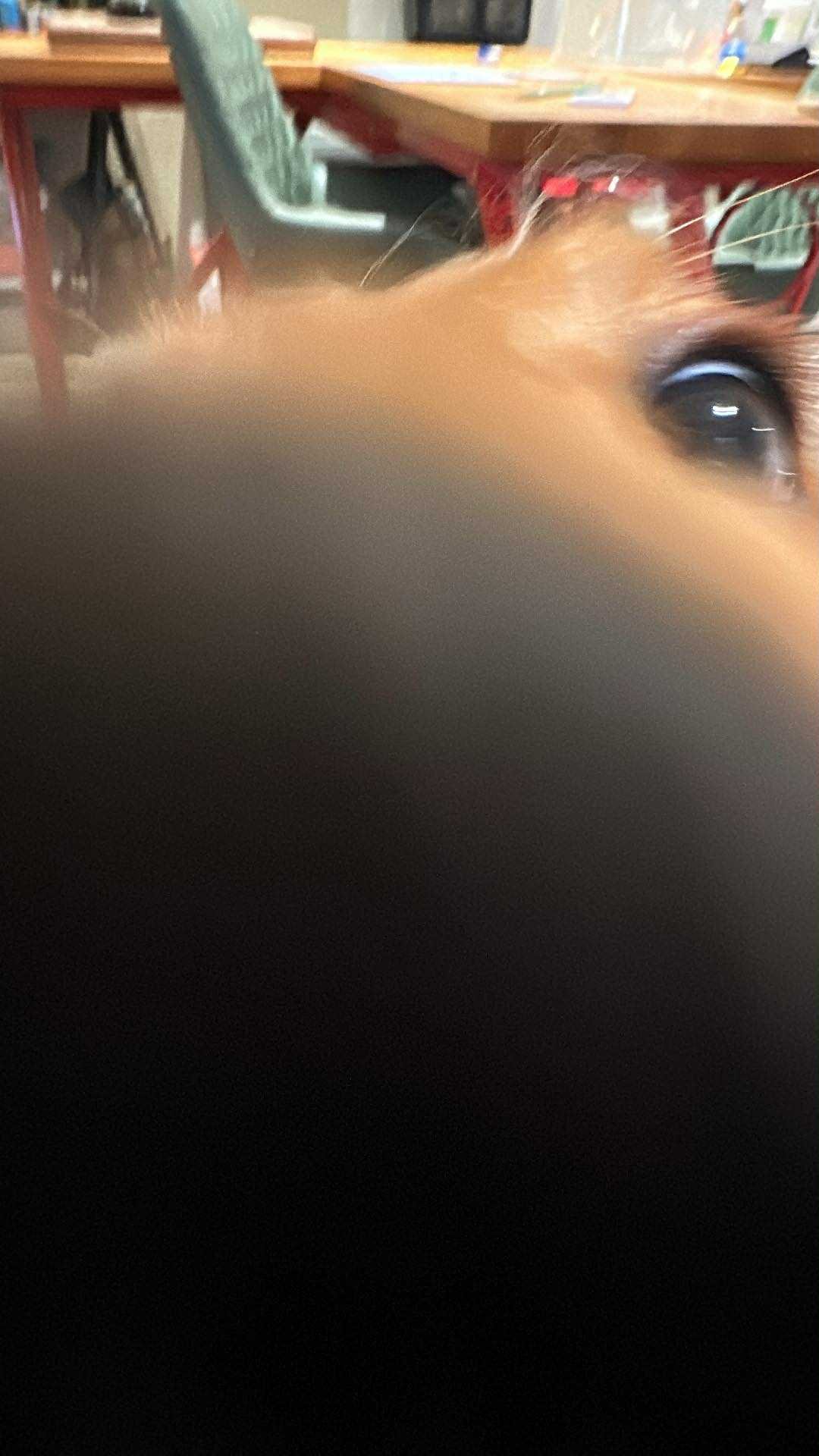 Close-up of a cat's face with one eye visible, partially obscured by a blurry object in the foreground, in a room with a wooden table and chairs.