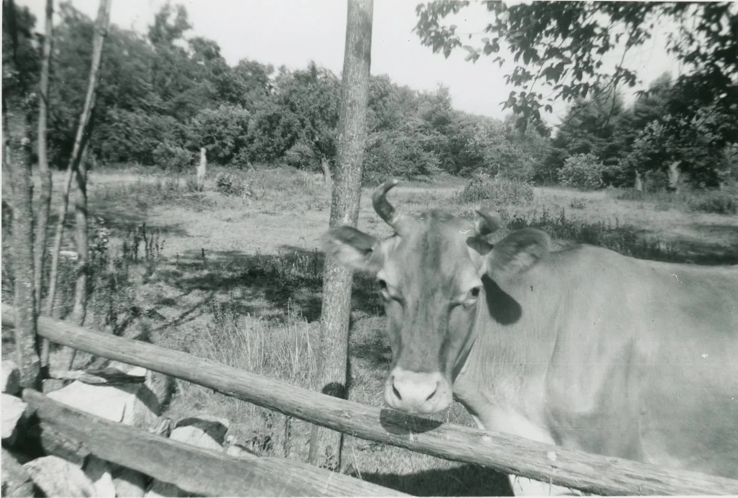 Some Boxford cows for you to enjoy! 🐂Notice how the split rail fence is built above the stone wall. This was very typical for animal enclosures. Stone walls were usually built by hauling fieldstones to the edges of the fields farmers were clearing.