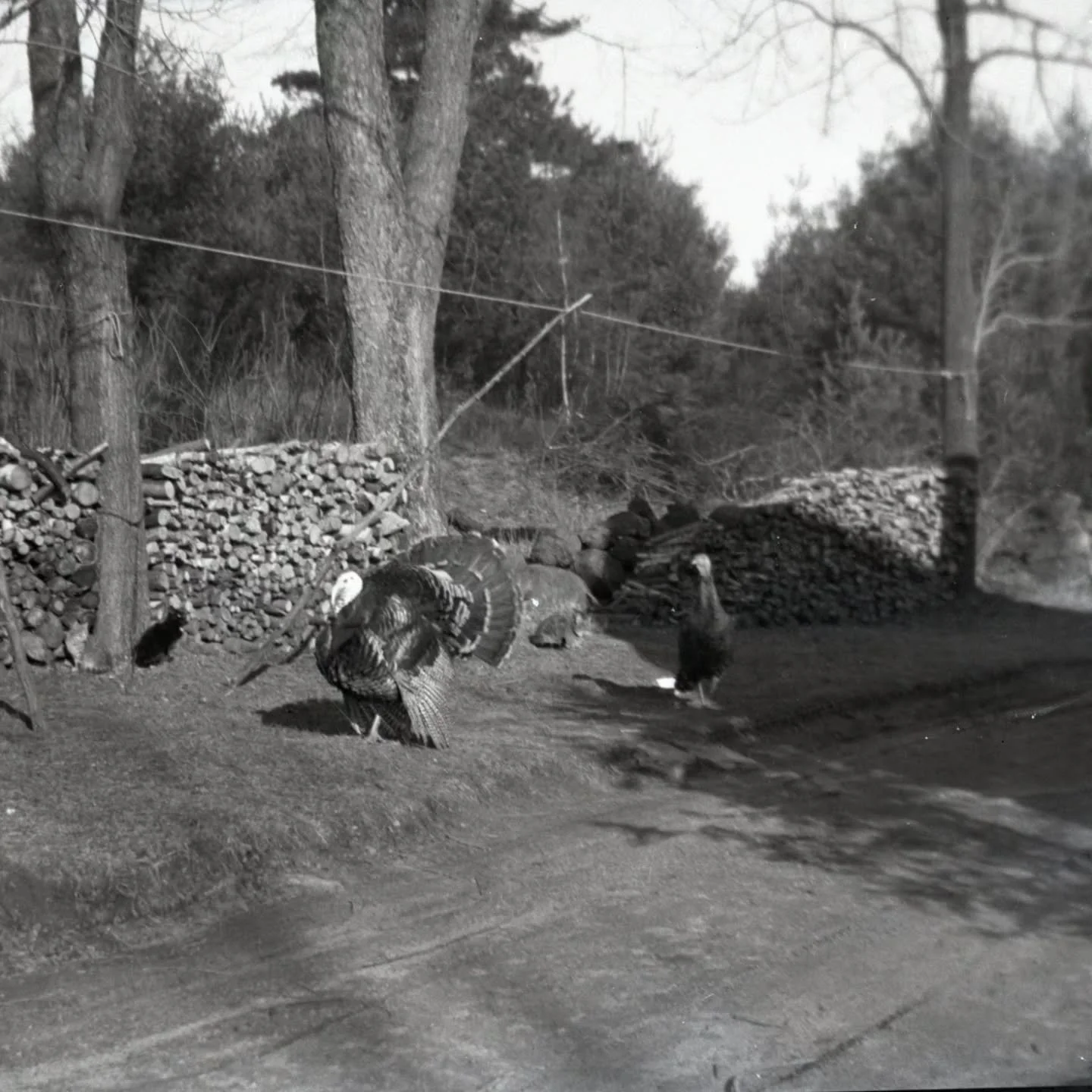 Happy Turkey Day! Meet Josiah and Samantha of Ingaldsby Farm. These two wonderful creatures were friends not food 🦃 The photo was taken in January of 1937. 

Price family photograph from the Ingalls-Rockwell Collection at the Boxford Historic Docume