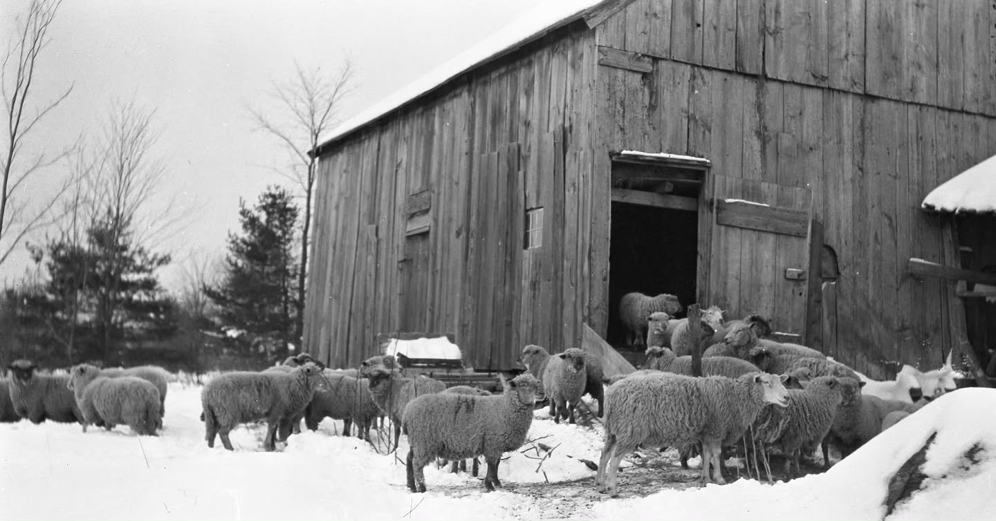 Boxford sheep enjoying a winter day...well, enjoying might be a strong word, maybe Boxford sheep standing around wondering where all the grass went on a winter day 🐑❄️

The Document Center digitized this image from a group of negatives taken by Stan