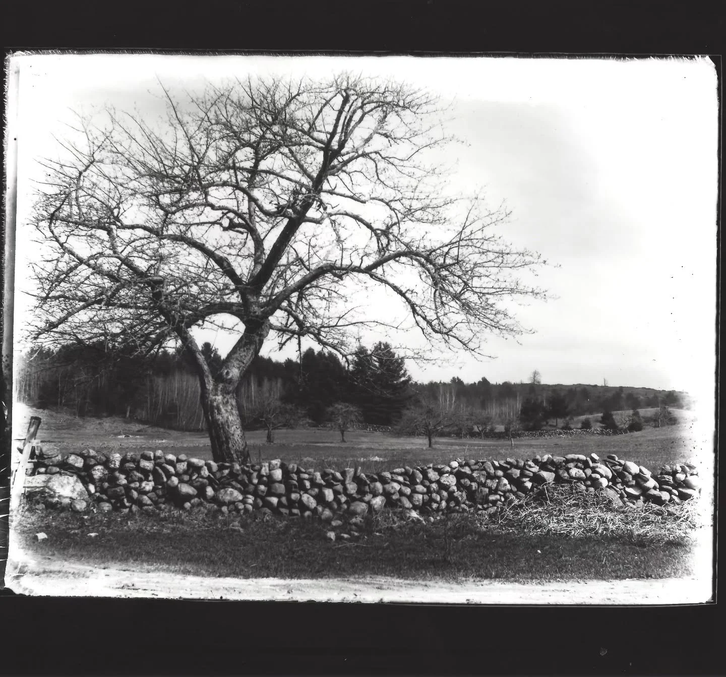 This photograph shows an old apple tree standing in a pasture along "the road to Johnsons" aka Lake Shore Road. Maybe a part of this wall remains somewhere under all the snow!

This photograph is part of rhe Arthur Wilmarth photography coll