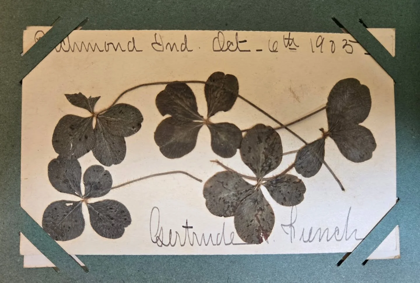 Gertrude French, the last resident of the Holyoke-French house, was an accomplished harpist, who toured all over the United States and even in Canada! This postcard has some four-leaf clovers she collected while performing in Richmond, Indiana in Oct