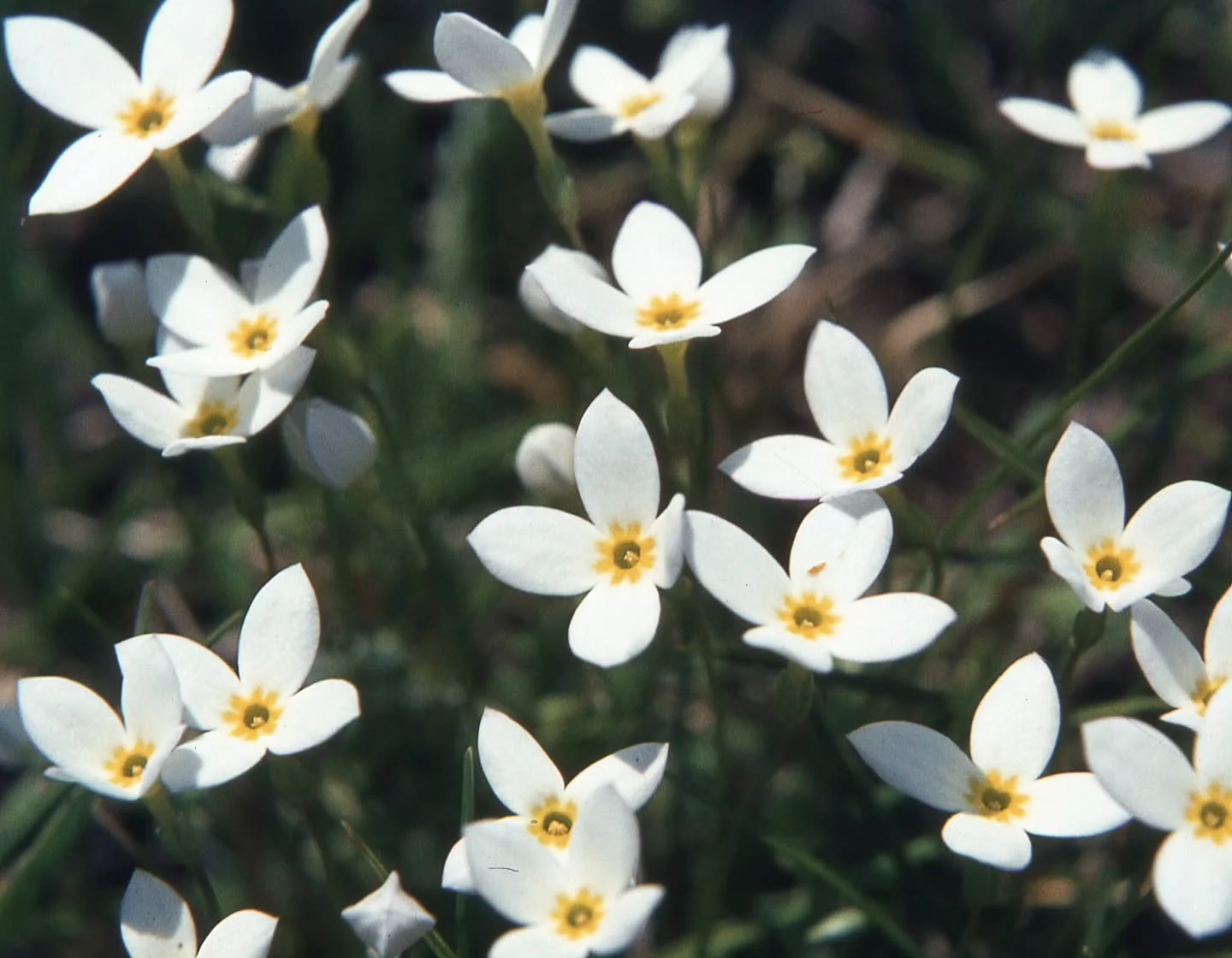 This photograph of a Boxford spring was taken by Margaret "Peggy" Nelson in the 1980s and used in the Document Center's "Boxford in Bloom" exhibit at 10 Elm last year. 

Bluets, or Quaker Ladies are native to Eastern North America