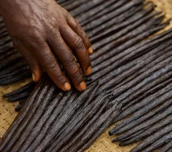 Gousse de Vanille Bourbon de Madagascar – Grand Cru Sambava 500 gr