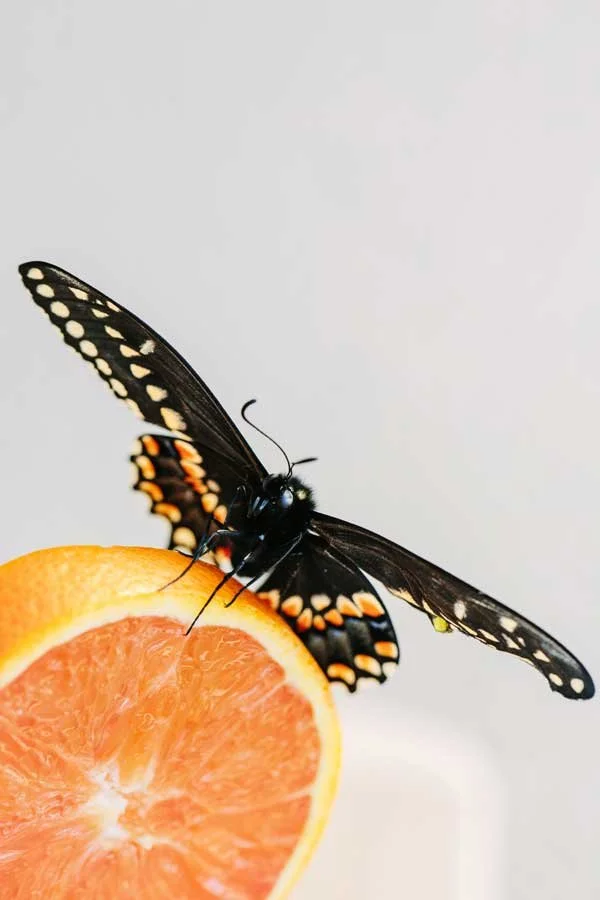 Black swallowtail butterfly perched on orange slice