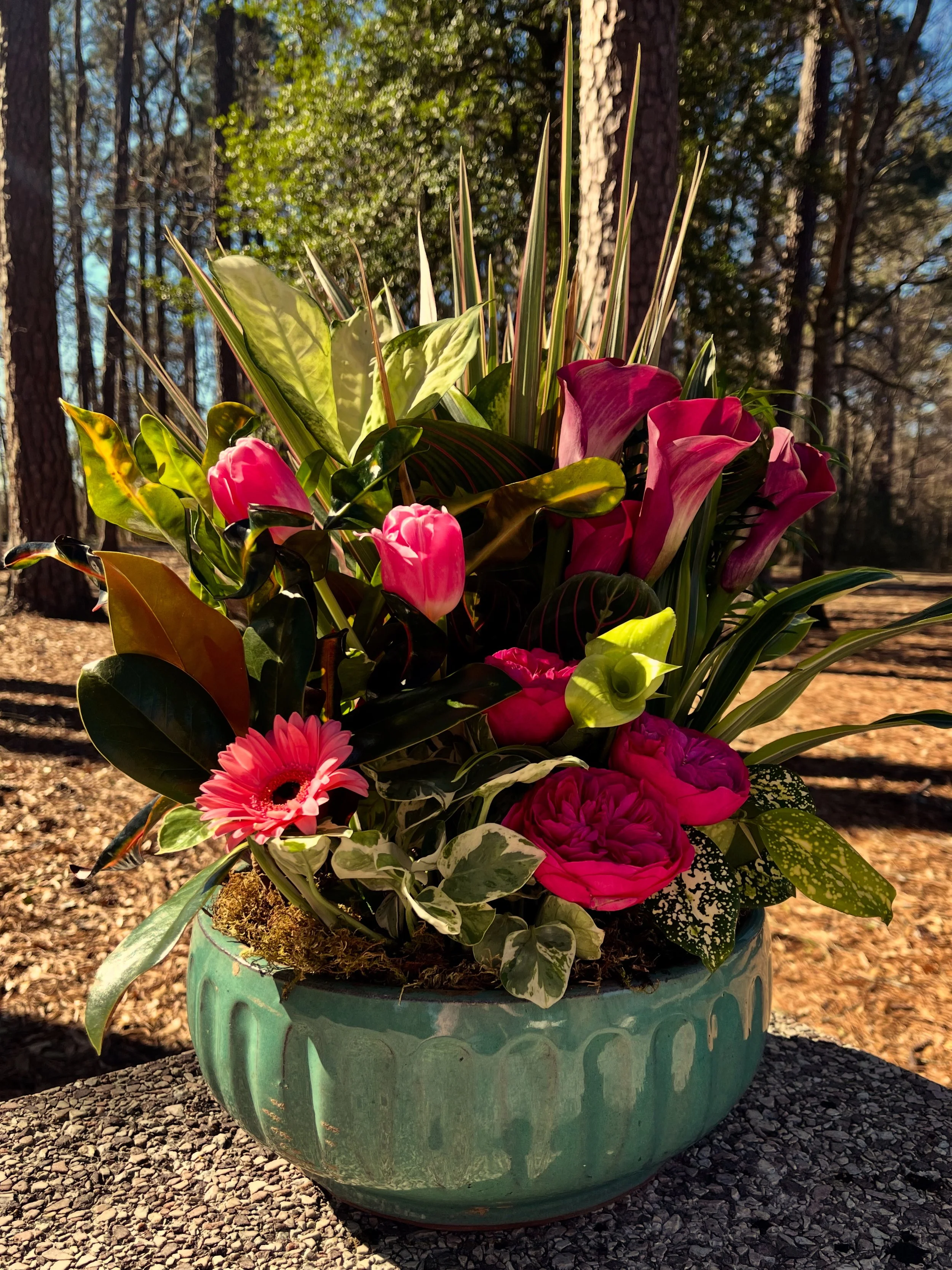 The Daisy Blooming Garden