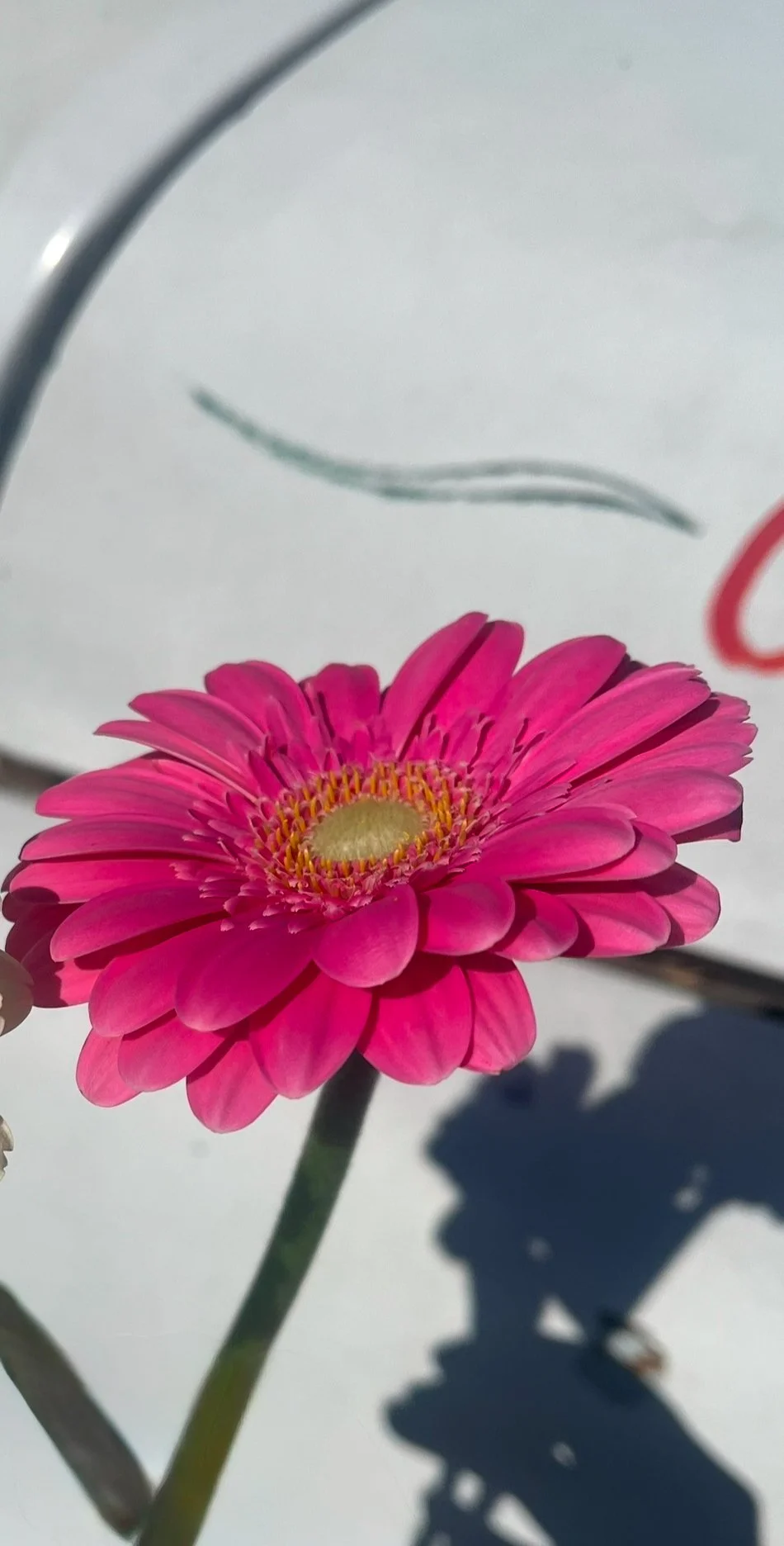 Daddy & Daisies Floral Workshop