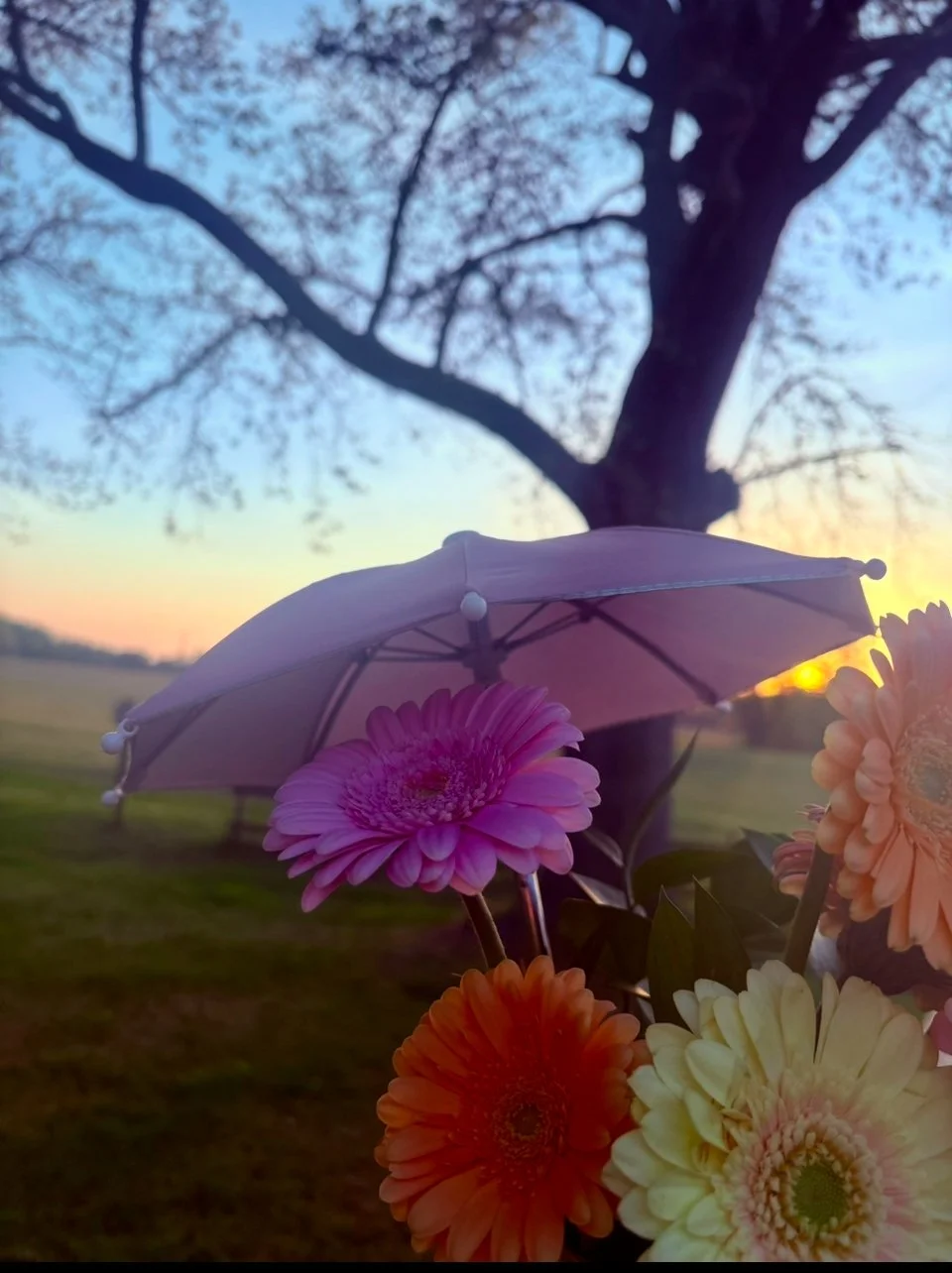 Singing in the Rain Subscription