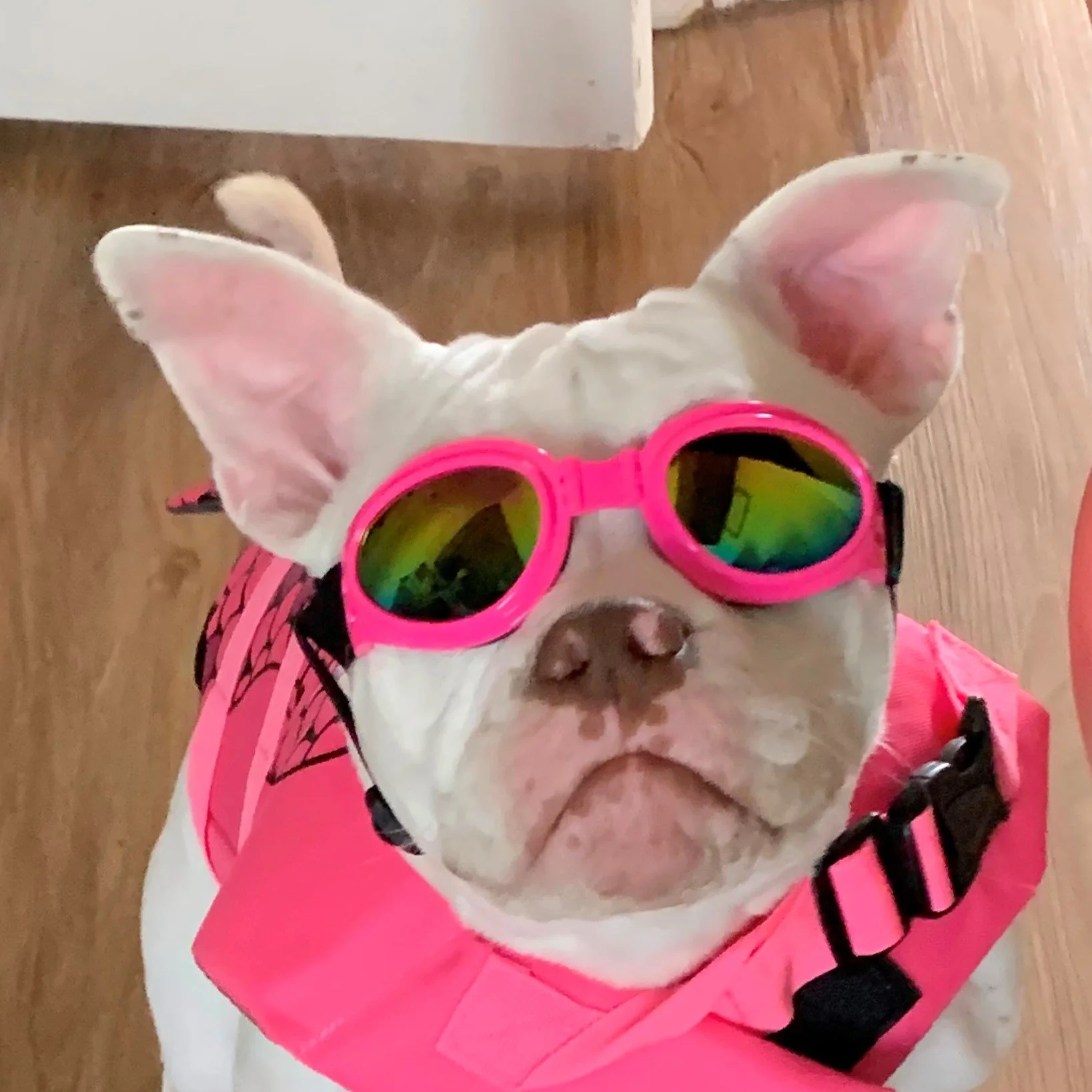 Beyond the Leash: Hudson County Paw-Friendly Living