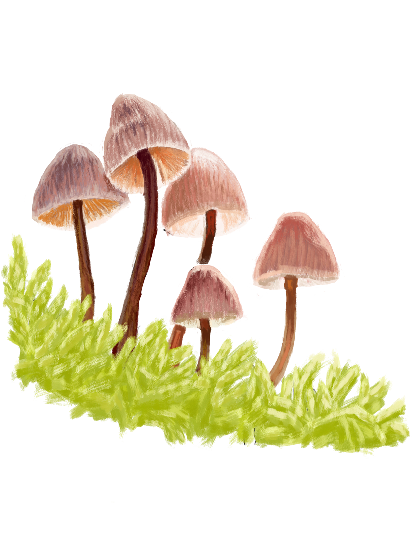 A group of five illustrated mushrooms with brown caps and white stems, surrounded by green foliage.