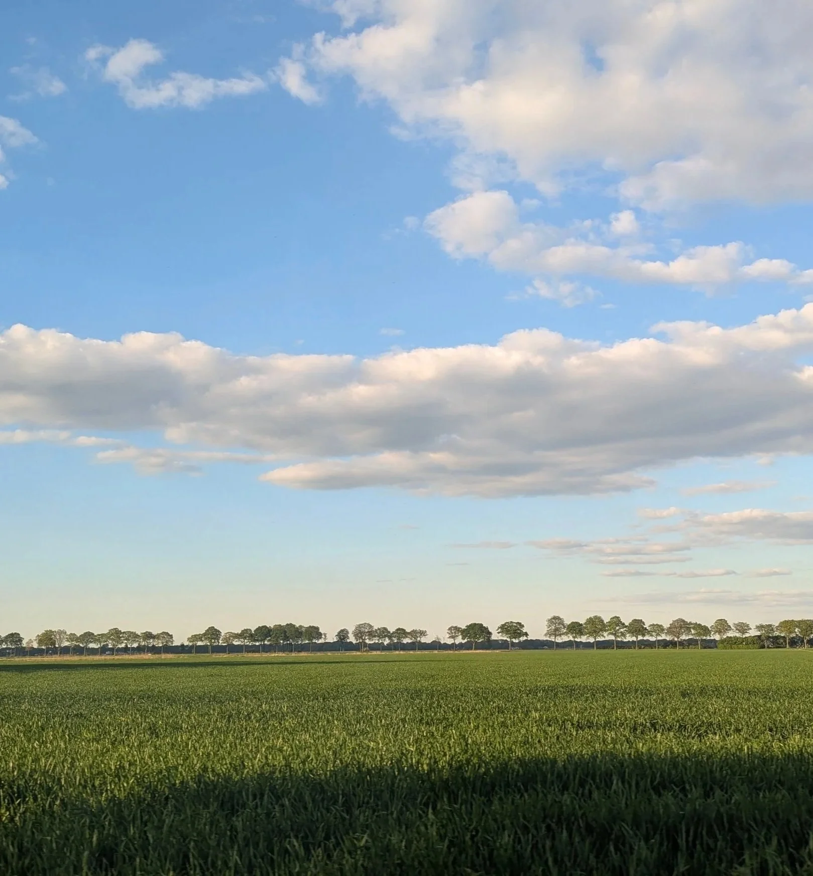 A wide view of a green field with trees in the distance under a blue sky with scattered clouds.