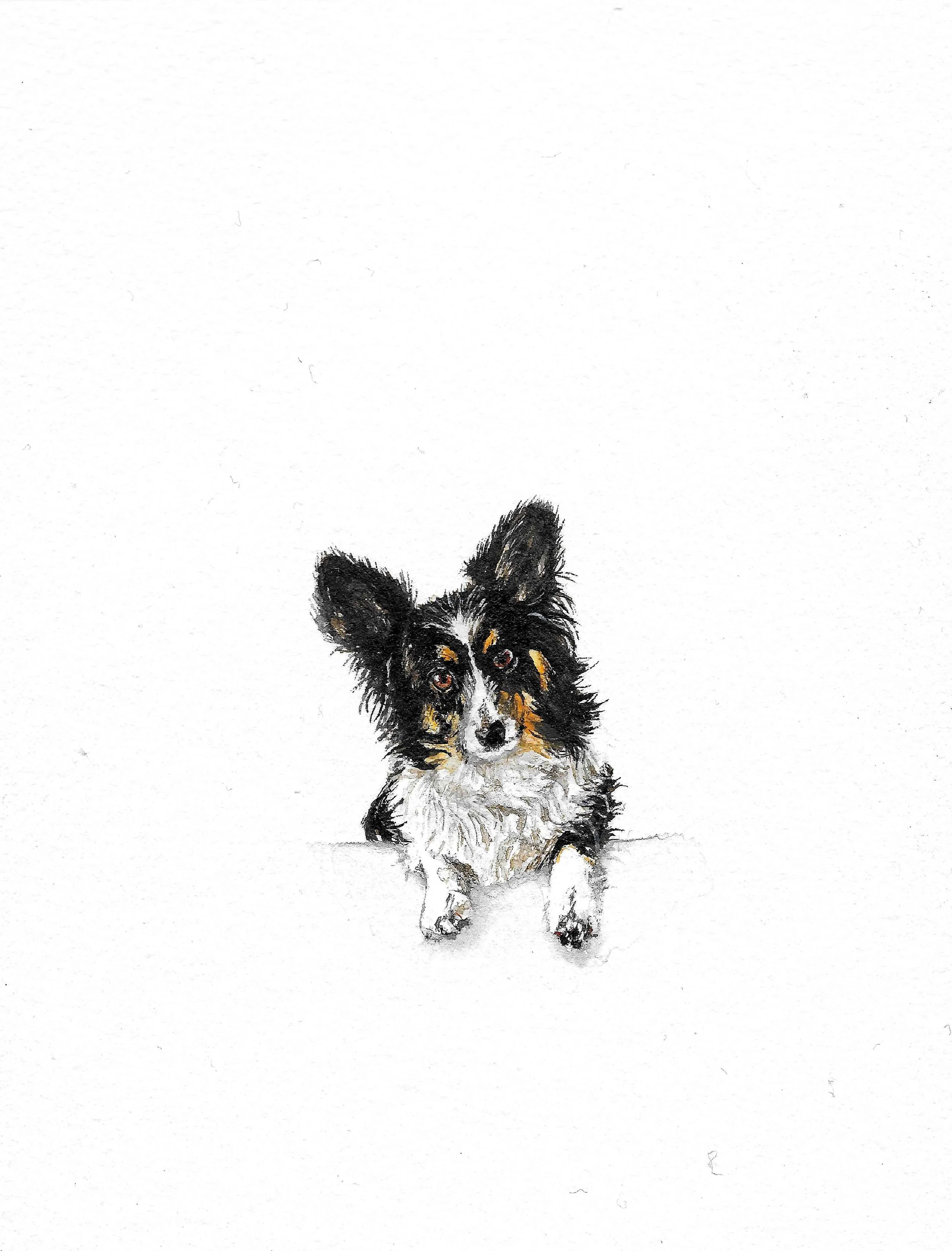 A hand-drawn illustration of a dog, likely a Shetland Sheepdog, with black, white, and tan fur, standing on a plain white background.