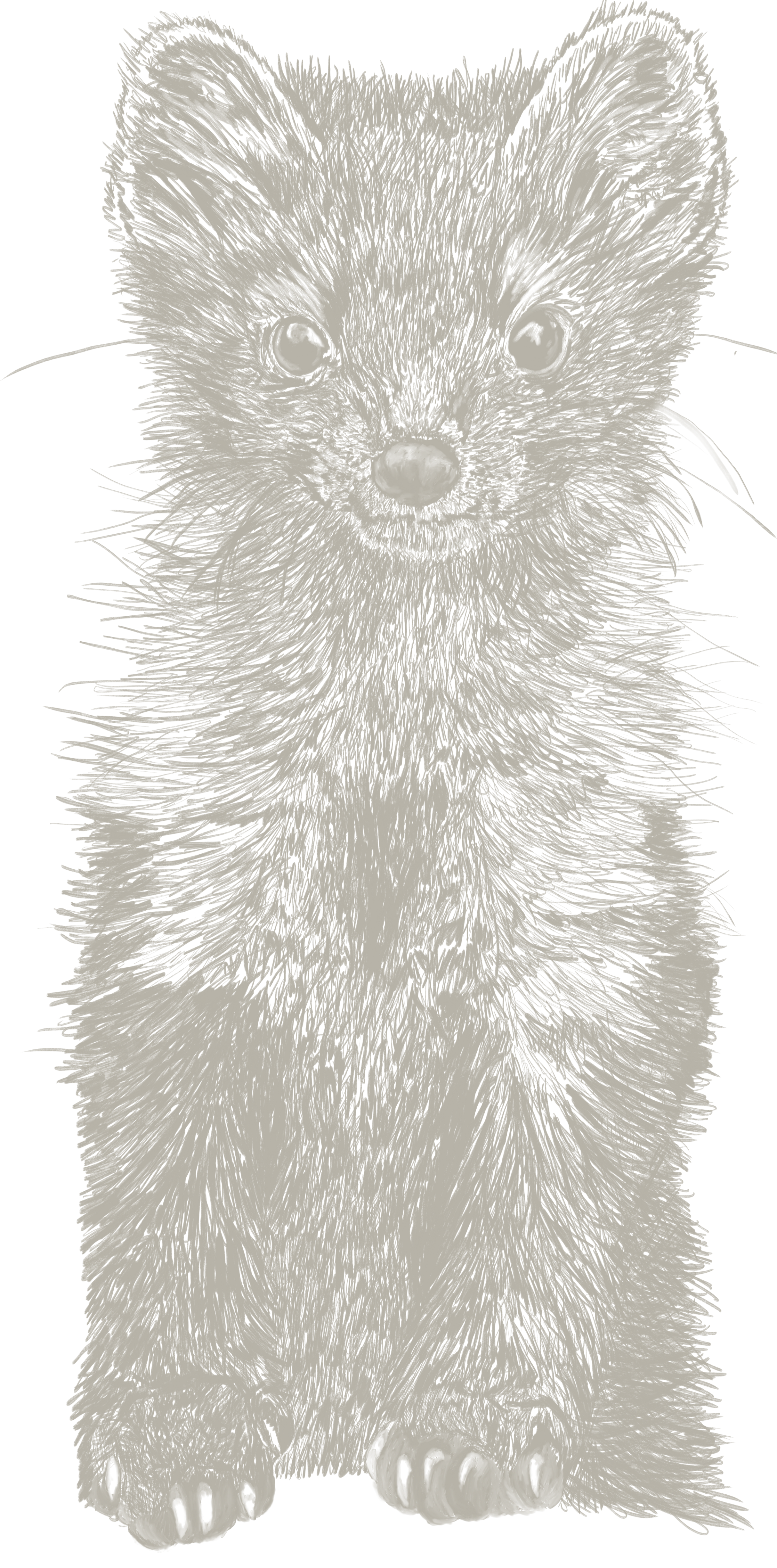 Black and white illustration of a stone marten standing on its hind legs, facing forward with detailed fur and facial features.