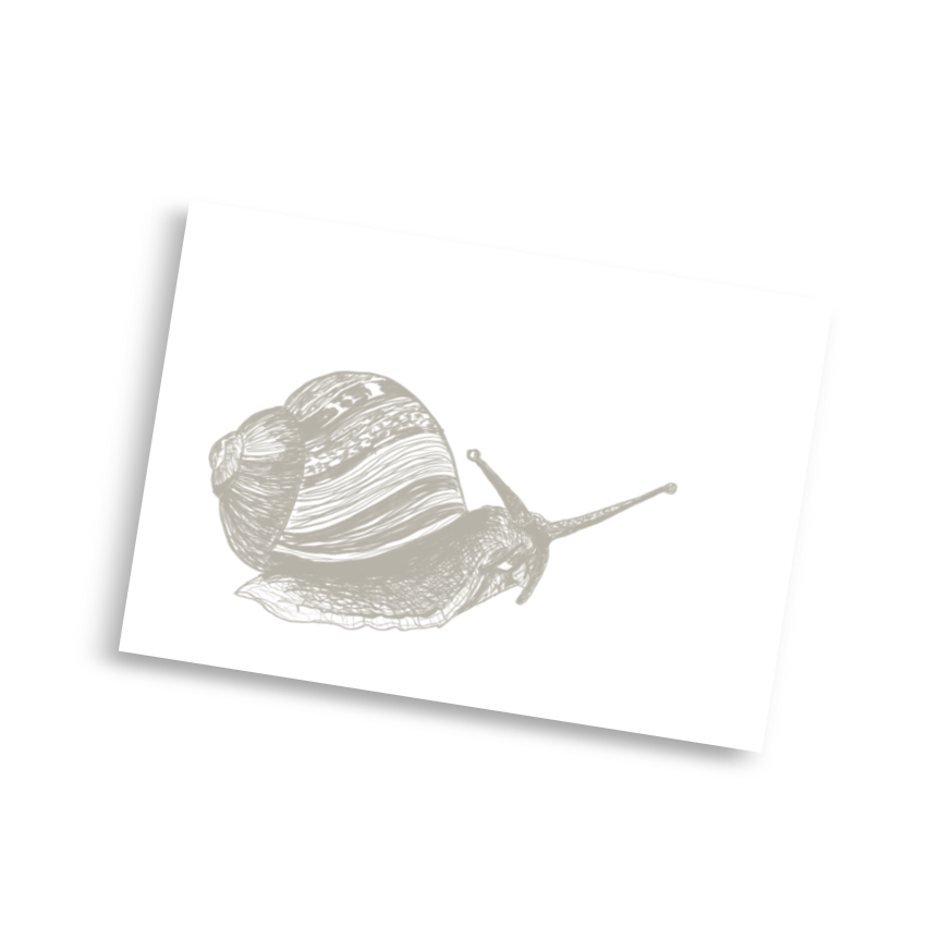 Snail