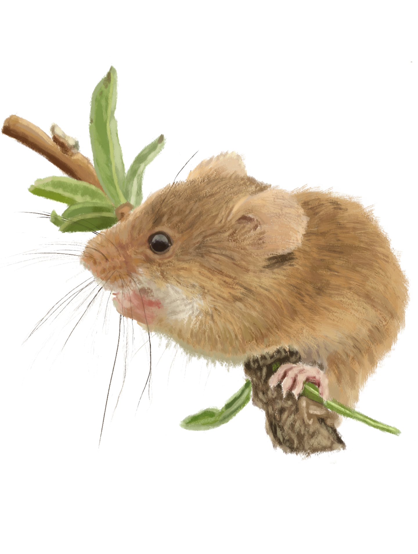 Ceramic TEST DO NOT BUY