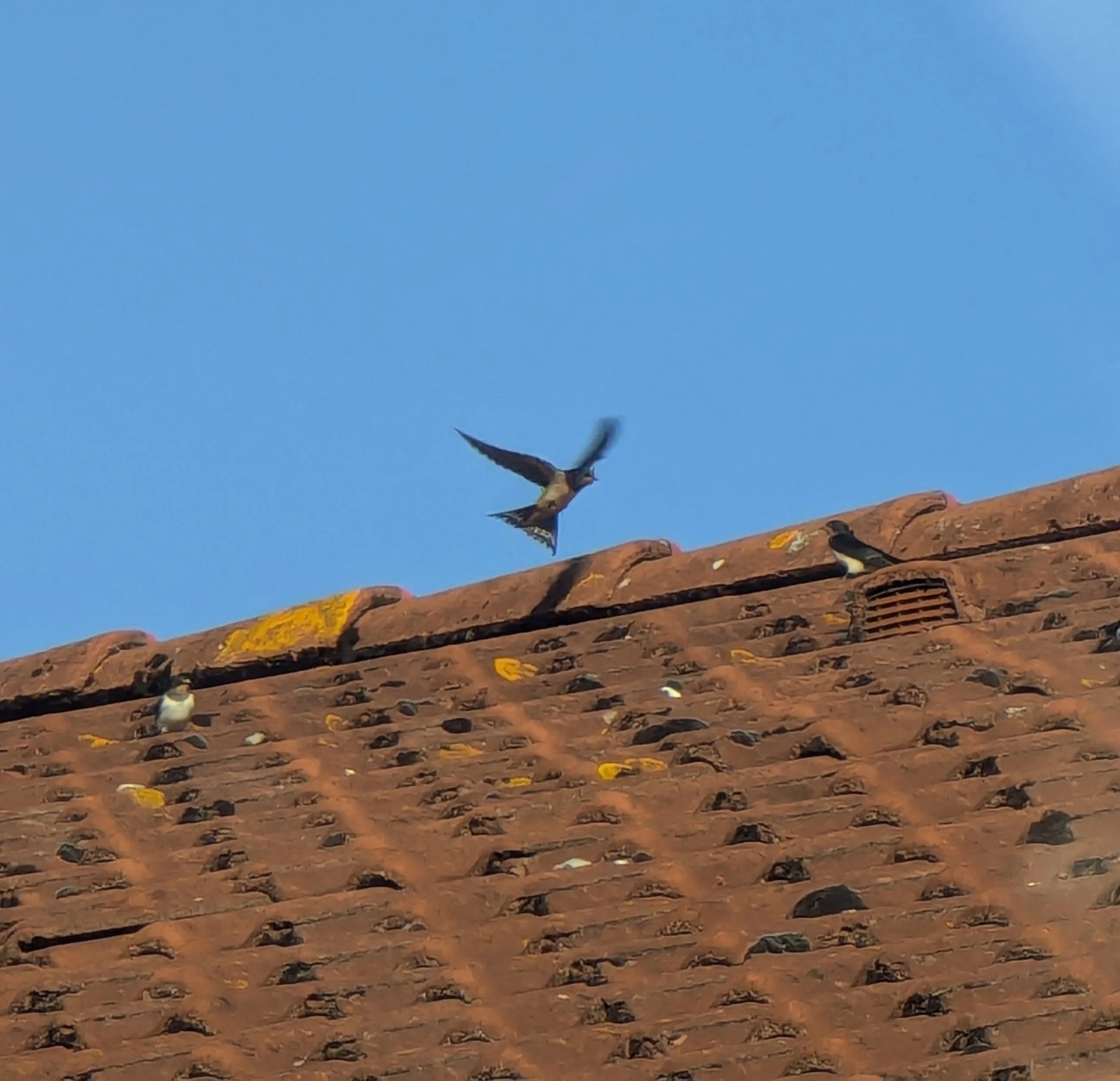 A bird flying over a brown, tiled rooftop under a clear blue sky.