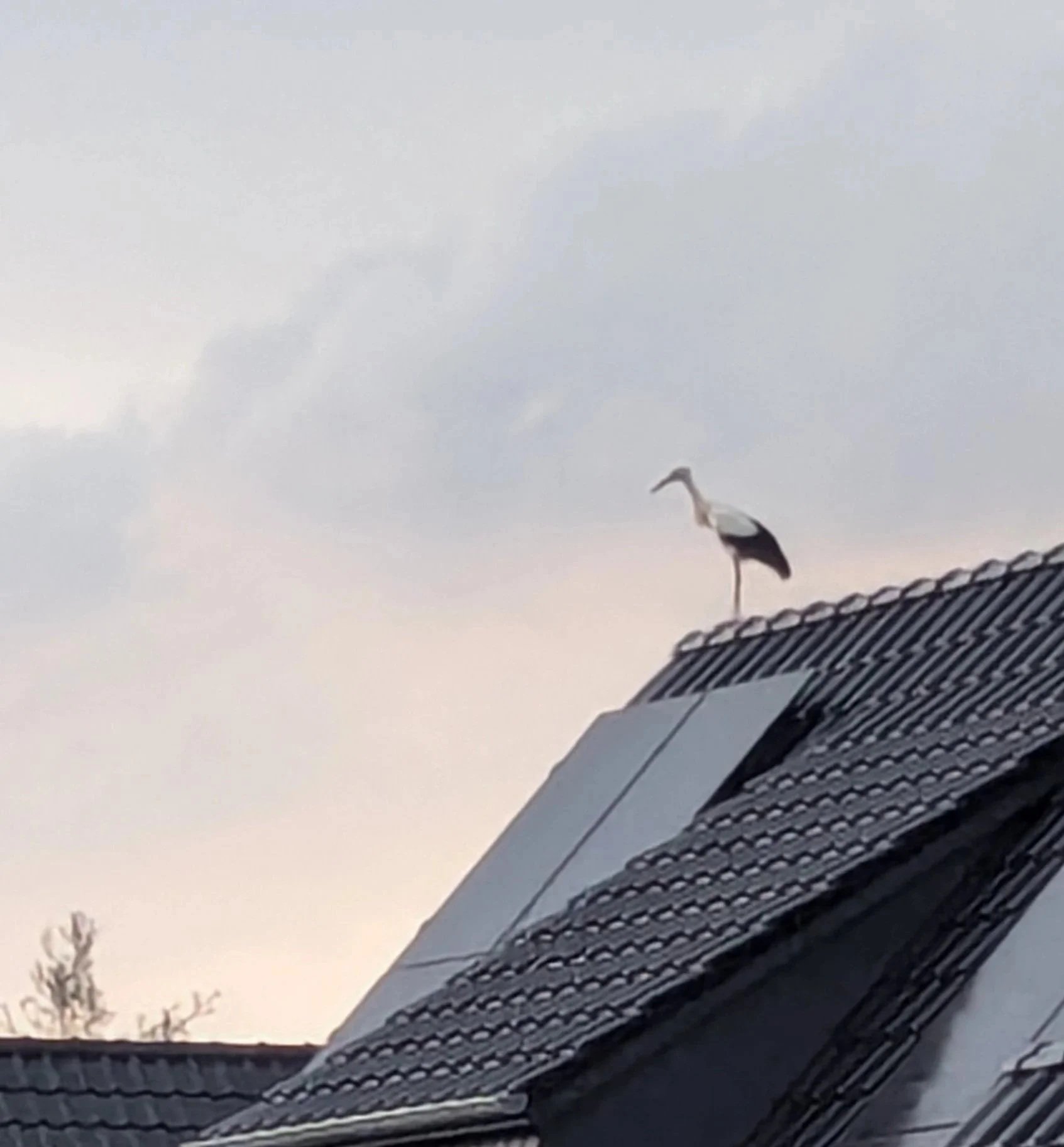 A stork standing on a rooftop during dusk or dawn, with a cloudy sky in the background.