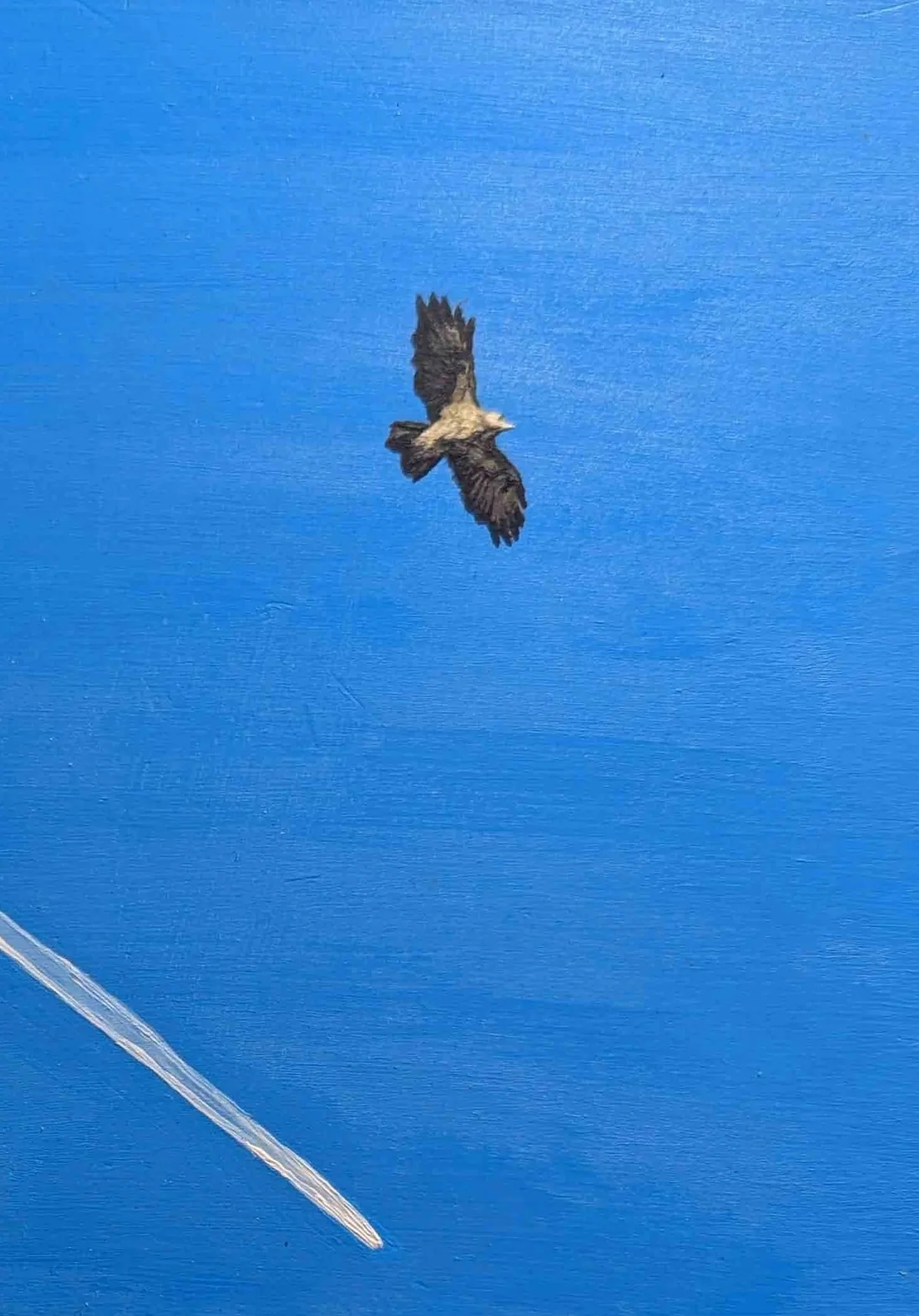 A bird in flight against a bright blue sky, with a long white contrail in the lower left corner.