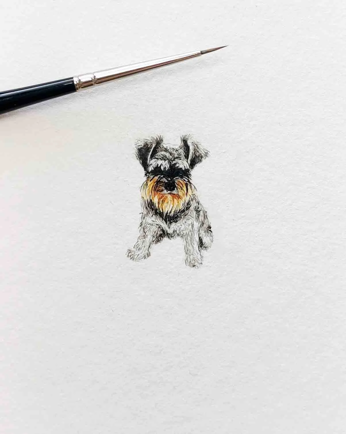 Schnauzer (2019)