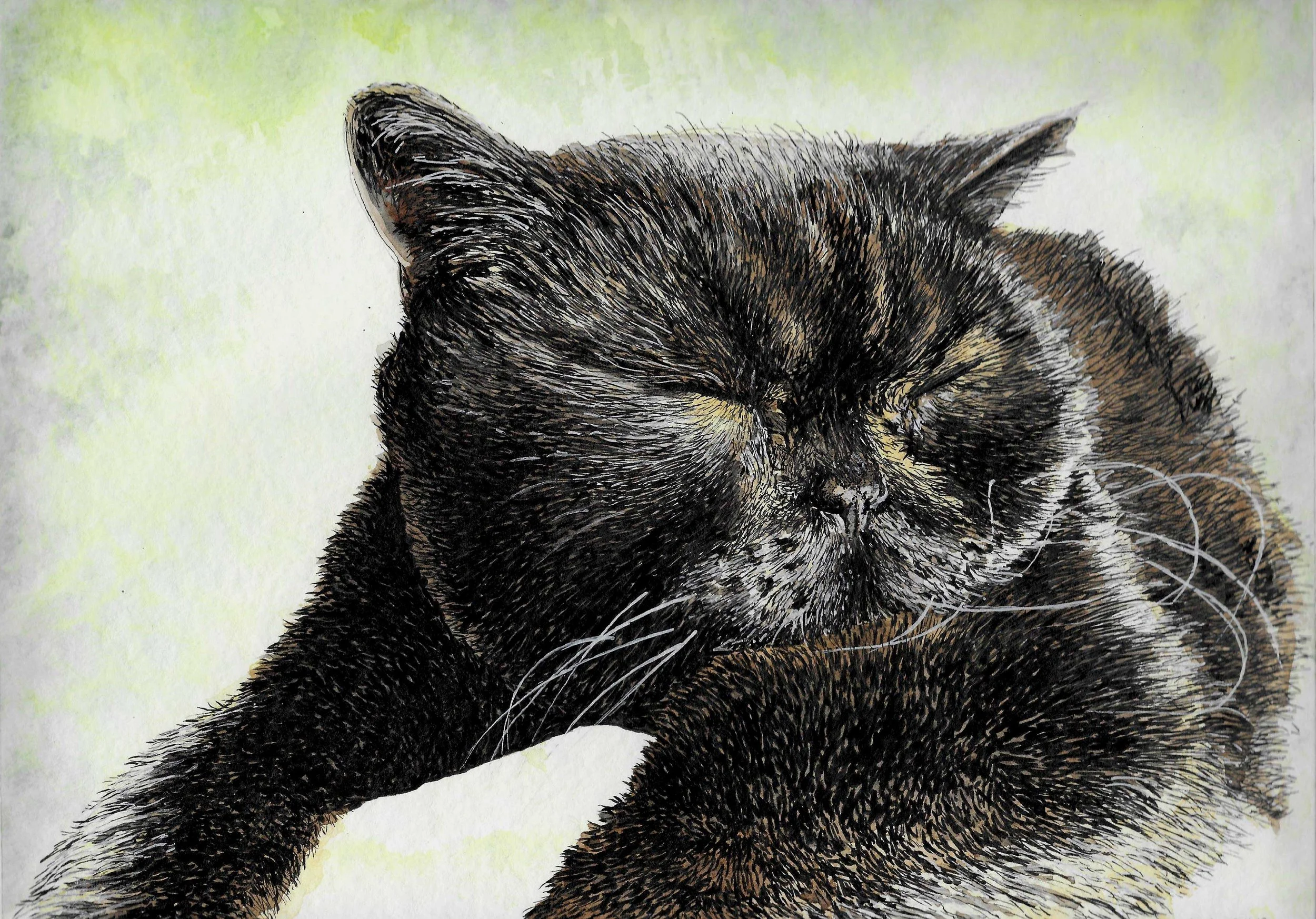 Close-up of a sleeping black and brown tabby cat with white paws, lying down with its eyes closed. The background is light green.