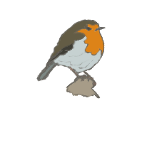 Illustration of a robin bird with orange breast, perched on a branch.
