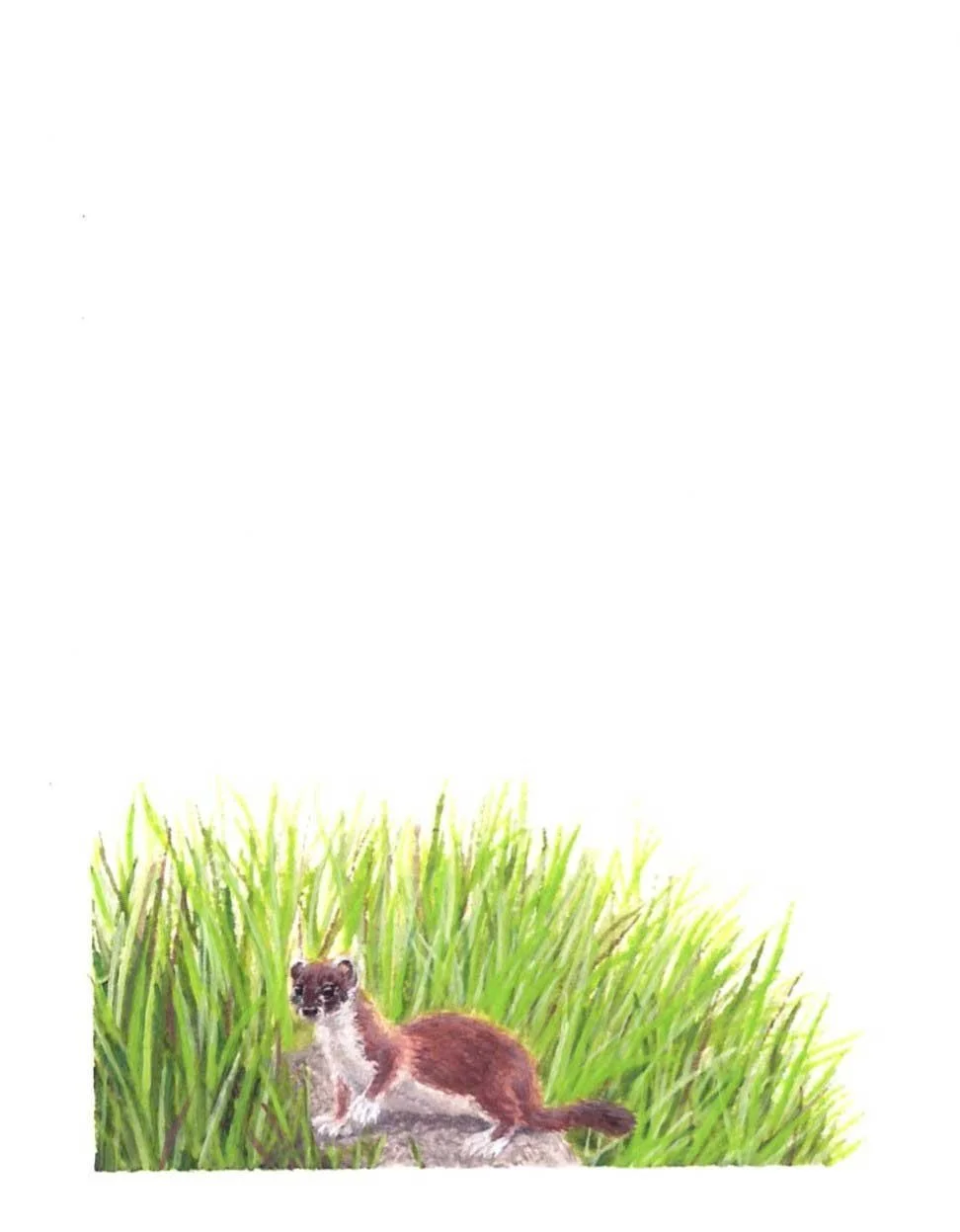 Stoat (2025)