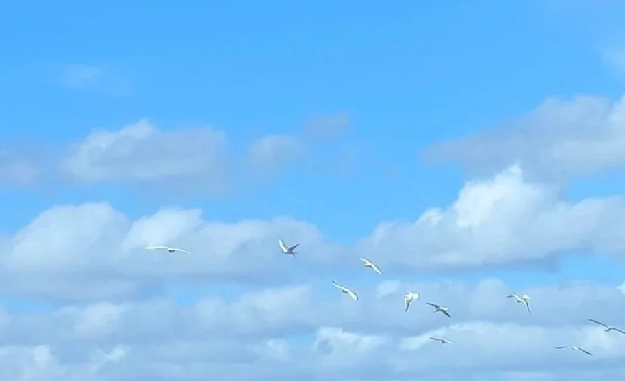 Blue sky with scattered clouds and a flock of white birds flying.