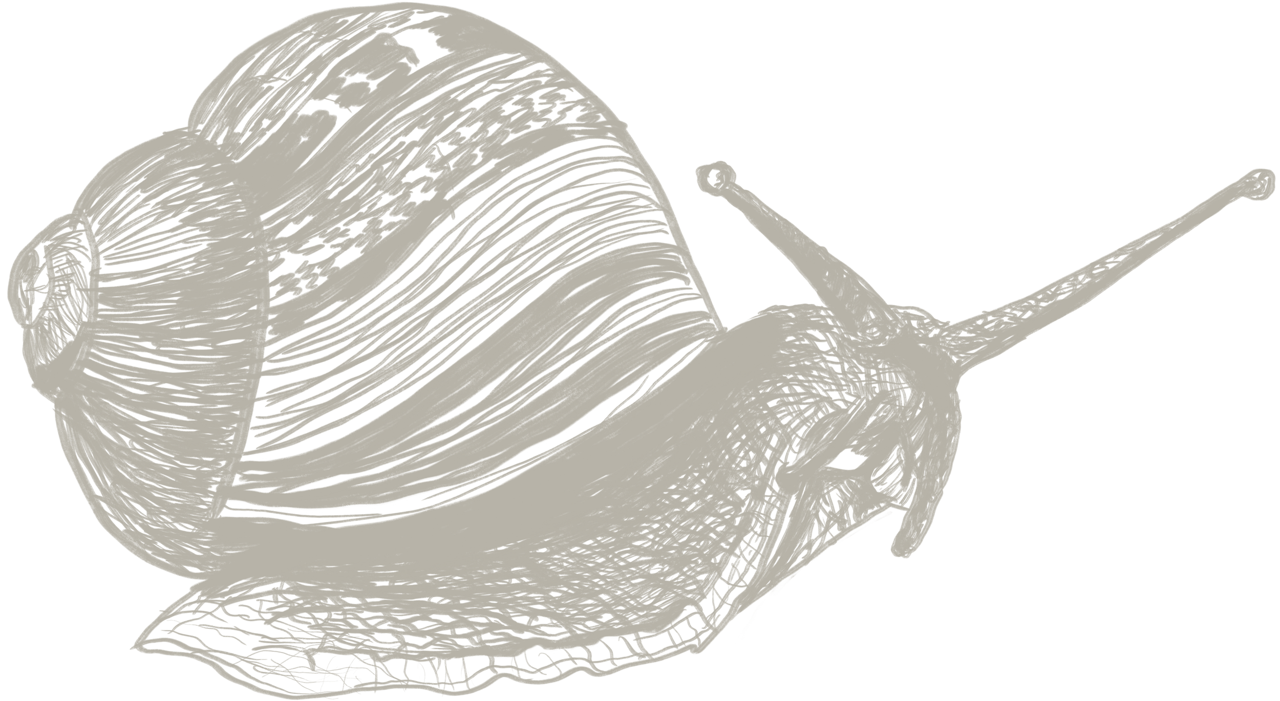 Line drawing of a snail with a coiled shell and extended tentacles.