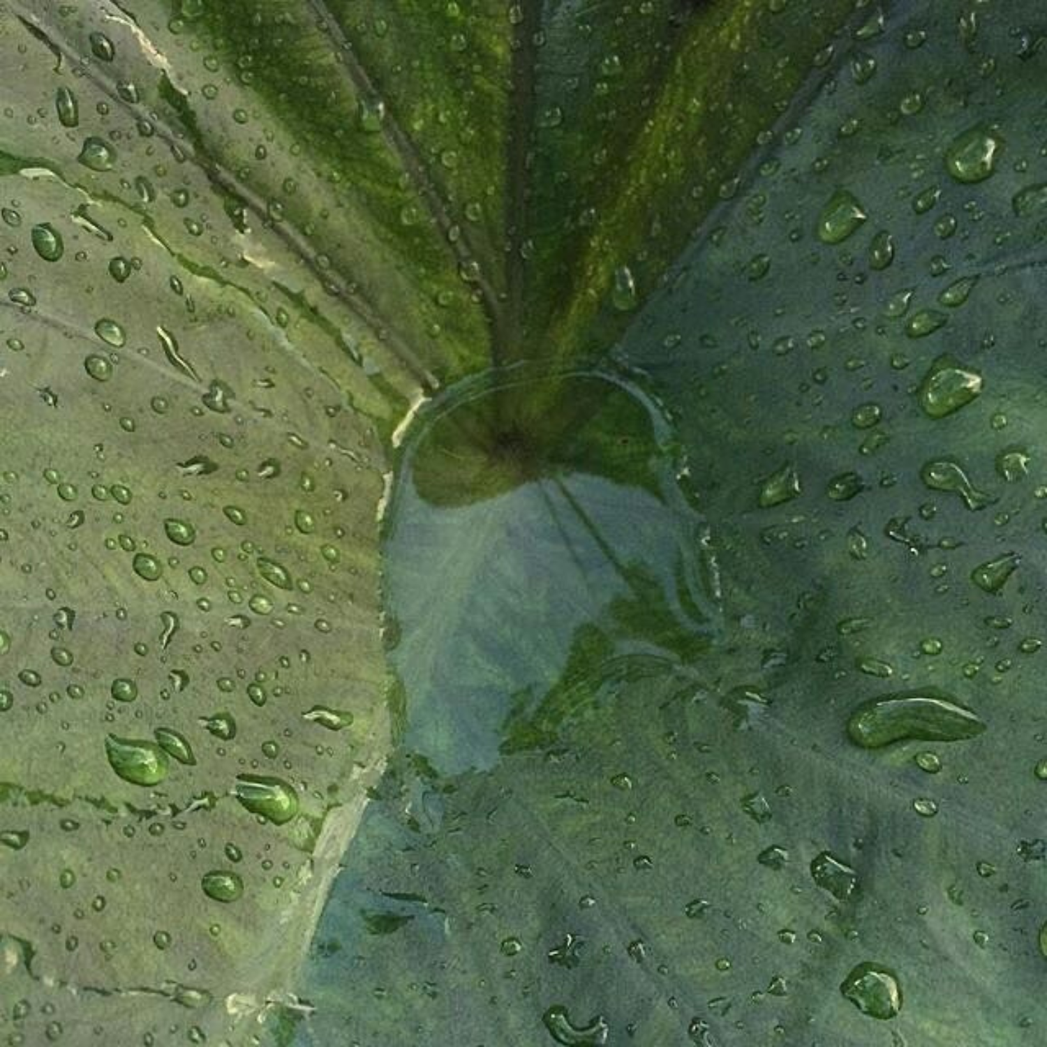 Close-up of green leaves with water droplets on their surface.