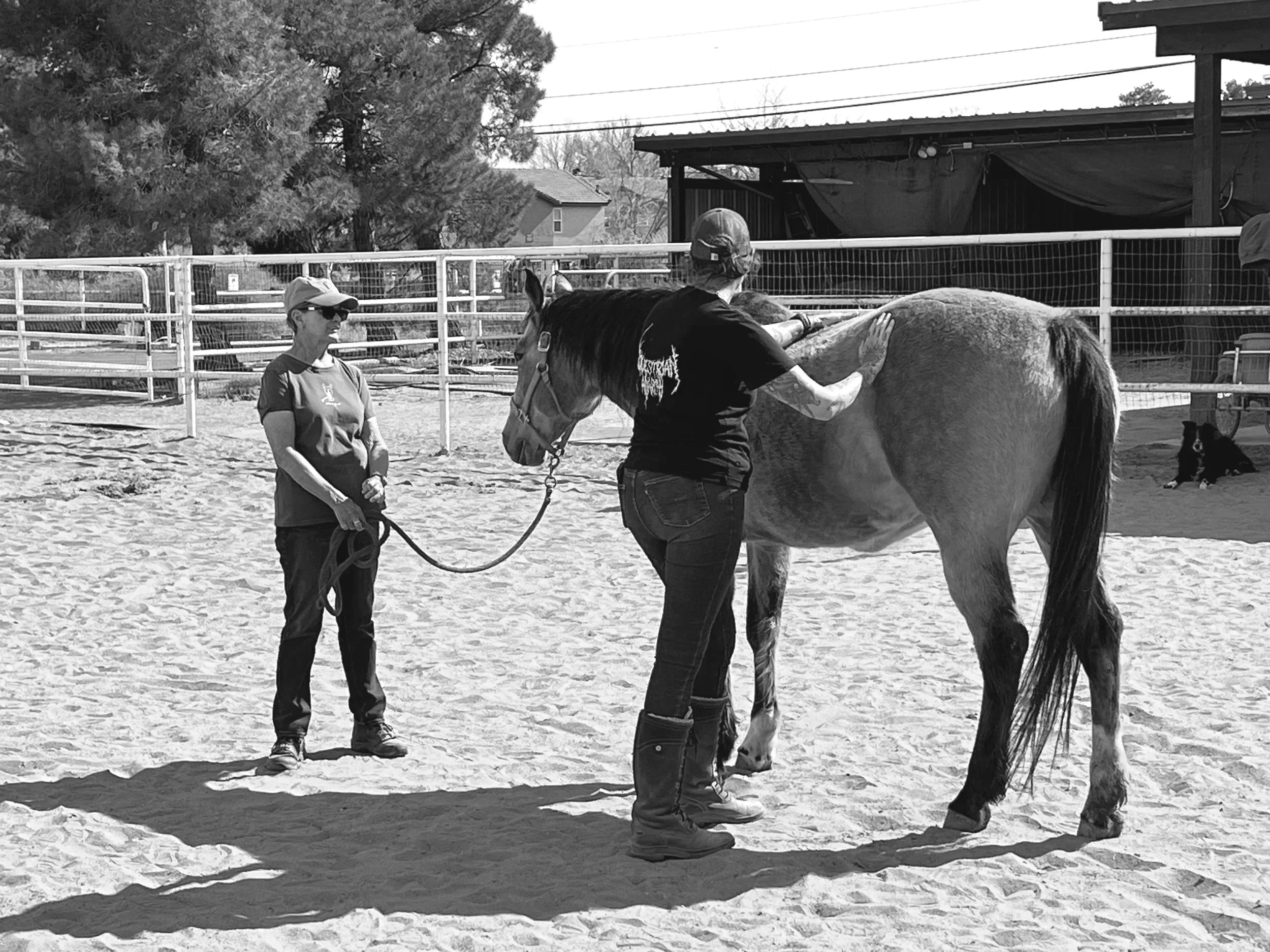 Two women working with a horse in a sandy outdoor area. One woman is holding the horse’s lead, while the other is massaging or inspecting the horse’s side.